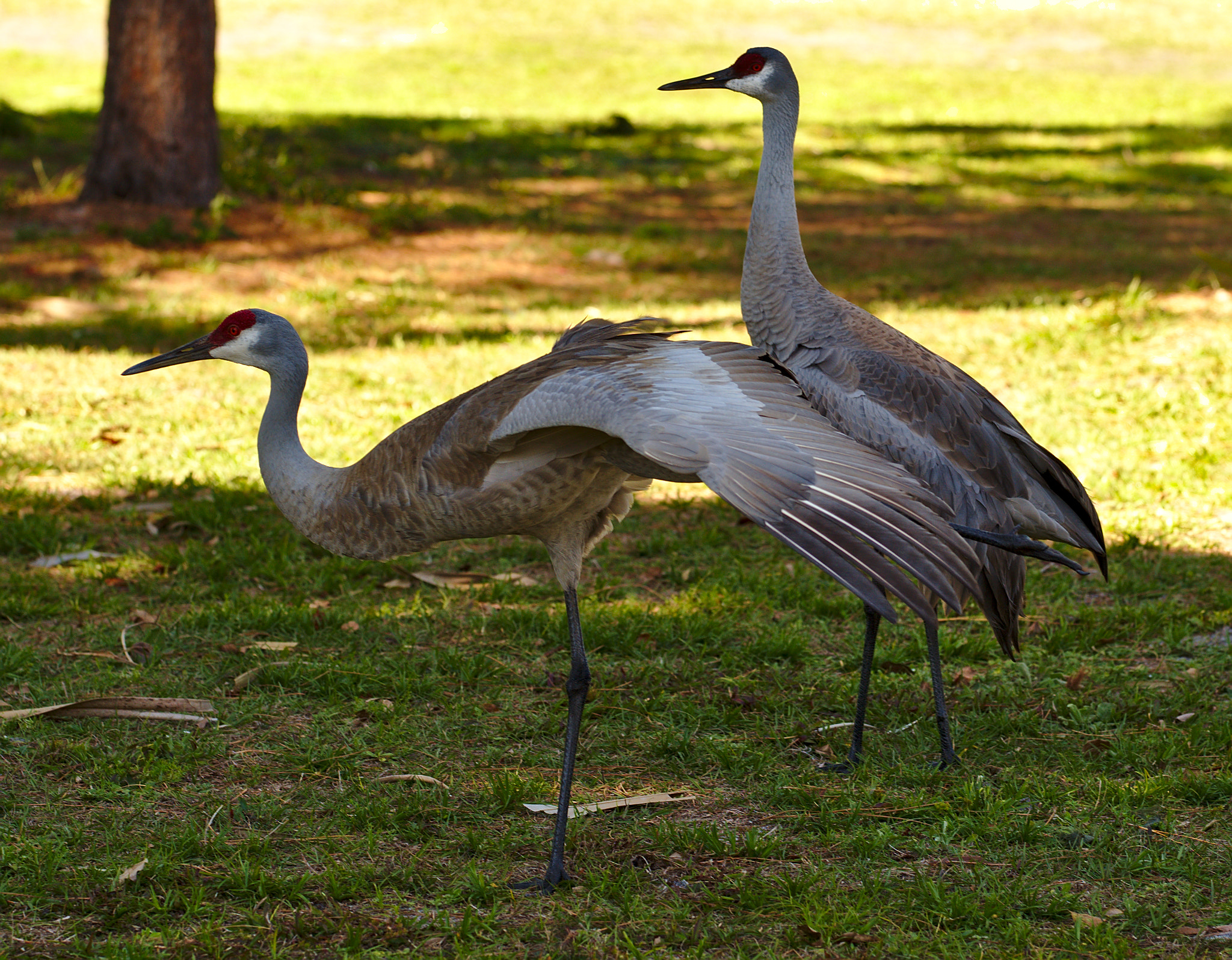 ZEISS Otus 85mm F1.4 sample photo. Florida sandhill cranes photography