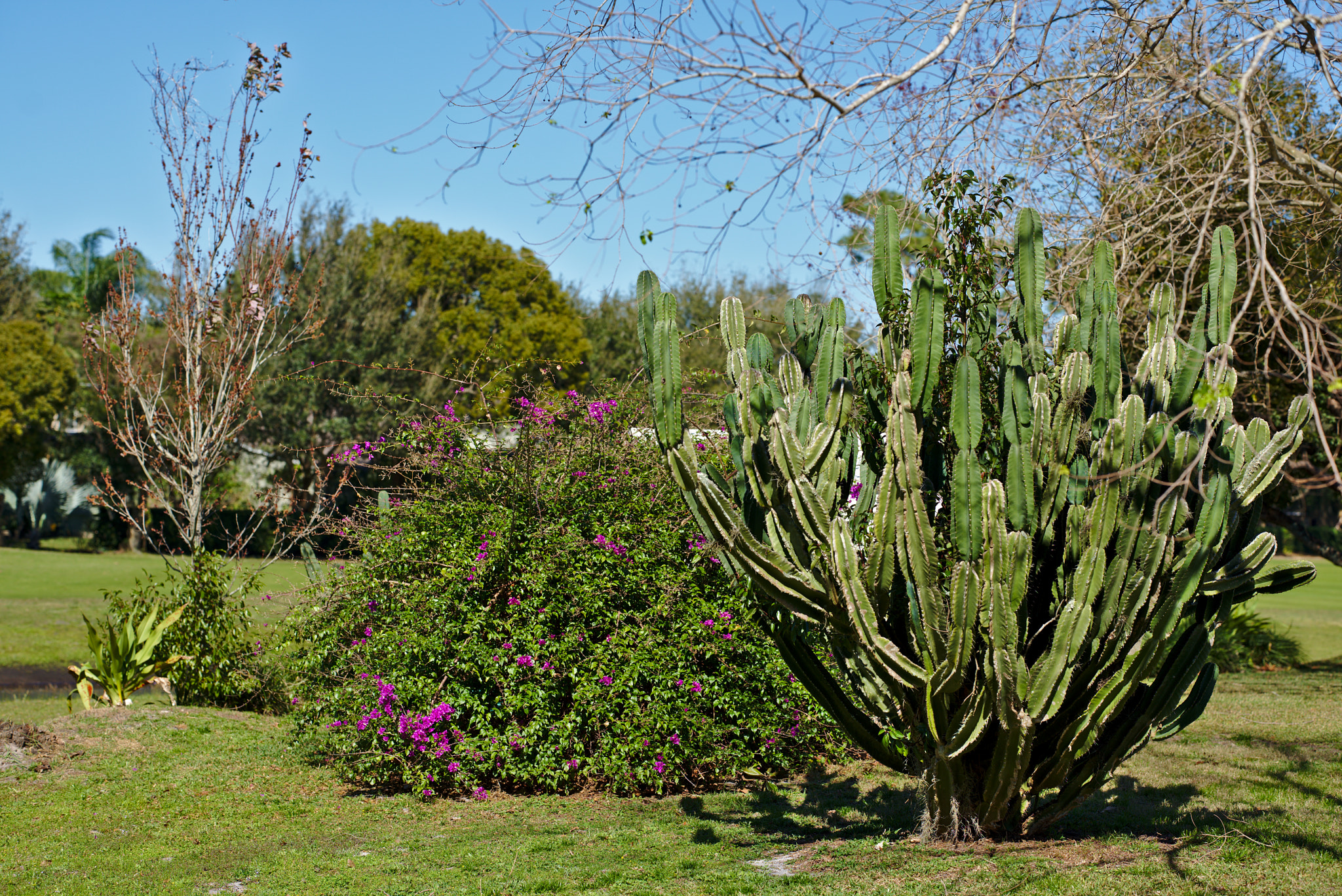 ZEISS Otus 85mm F1.4 sample photo. A huge cactus and a flowering bouganvillea photography