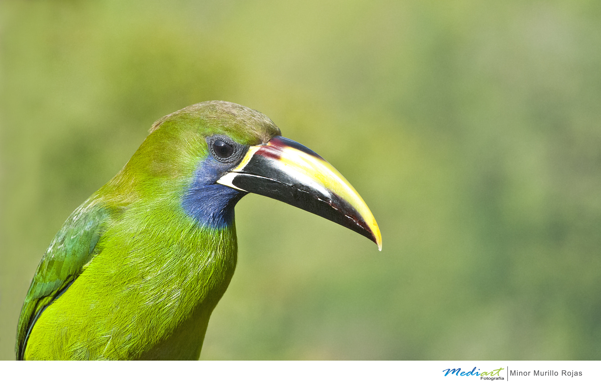 Nikon D700 + Nikon AF-S Nikkor 300mm F4D ED-IF sample photo. Emerald toucanet photography