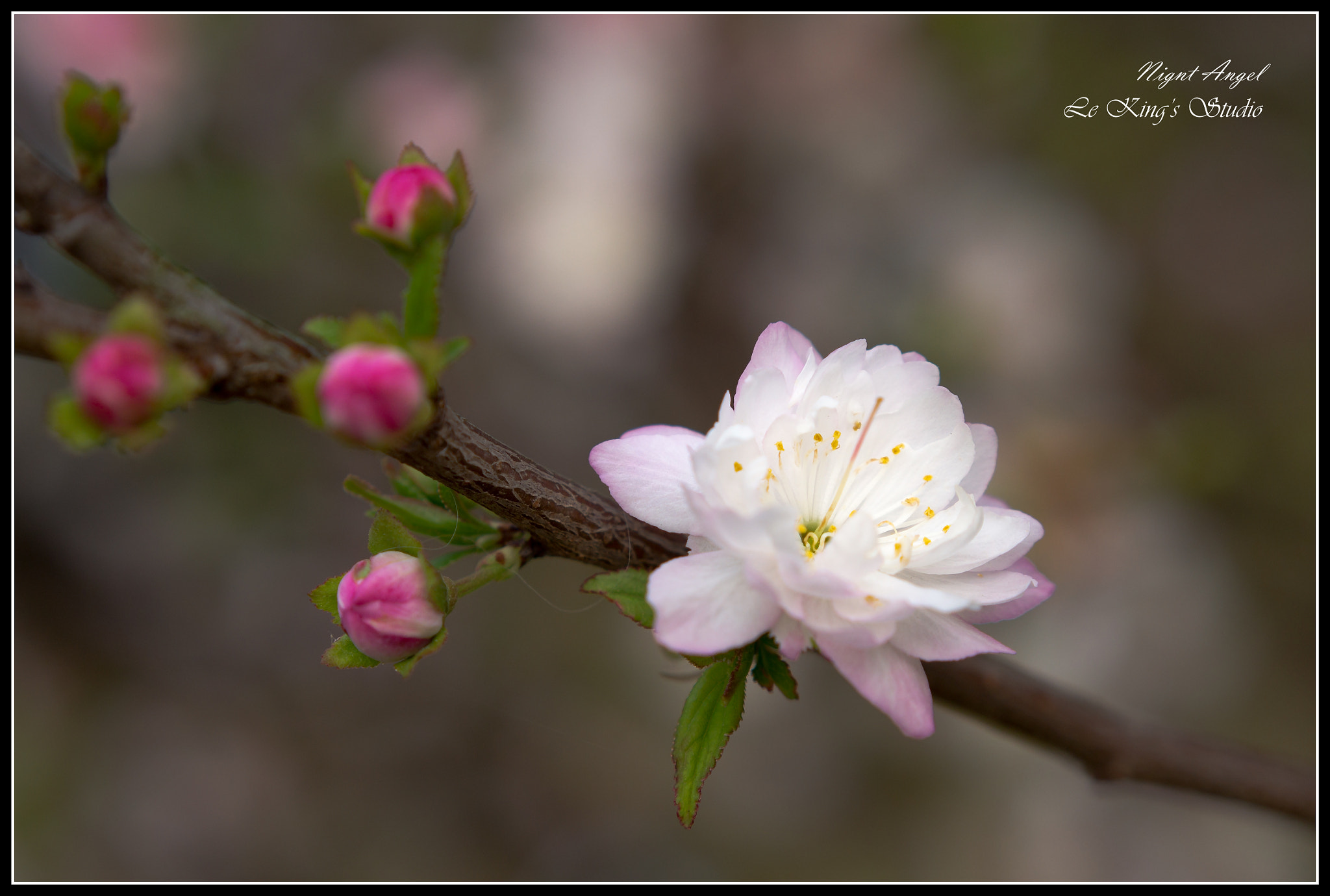 Olympus PEN E-PL6 + Olympus M.Zuiko Digital 45mm F1.8 sample photo. Spring blossom 春花 photography