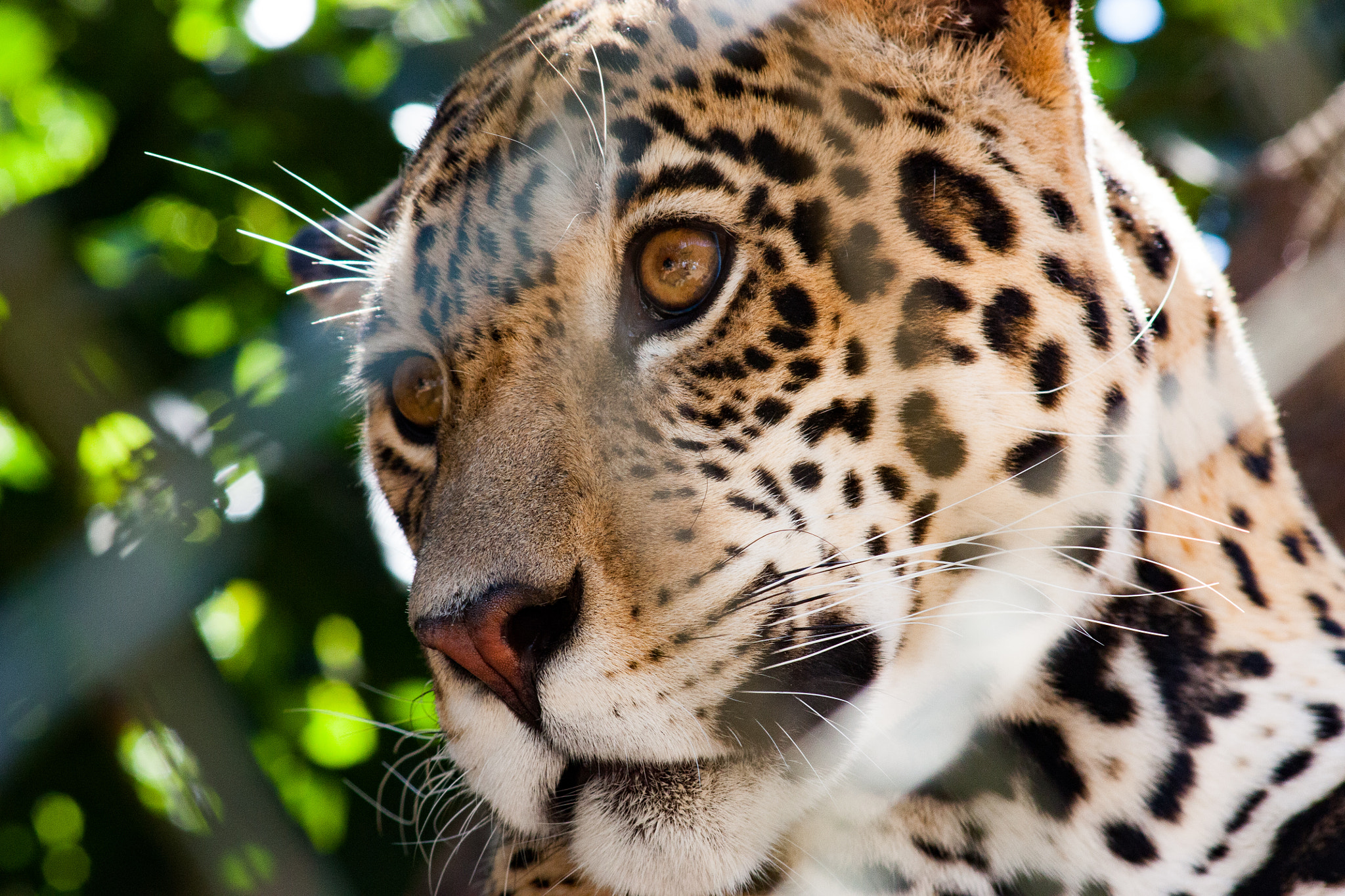 Sigma 70-300mm F4-5.6 APO DG Macro sample photo. Jaguar photography