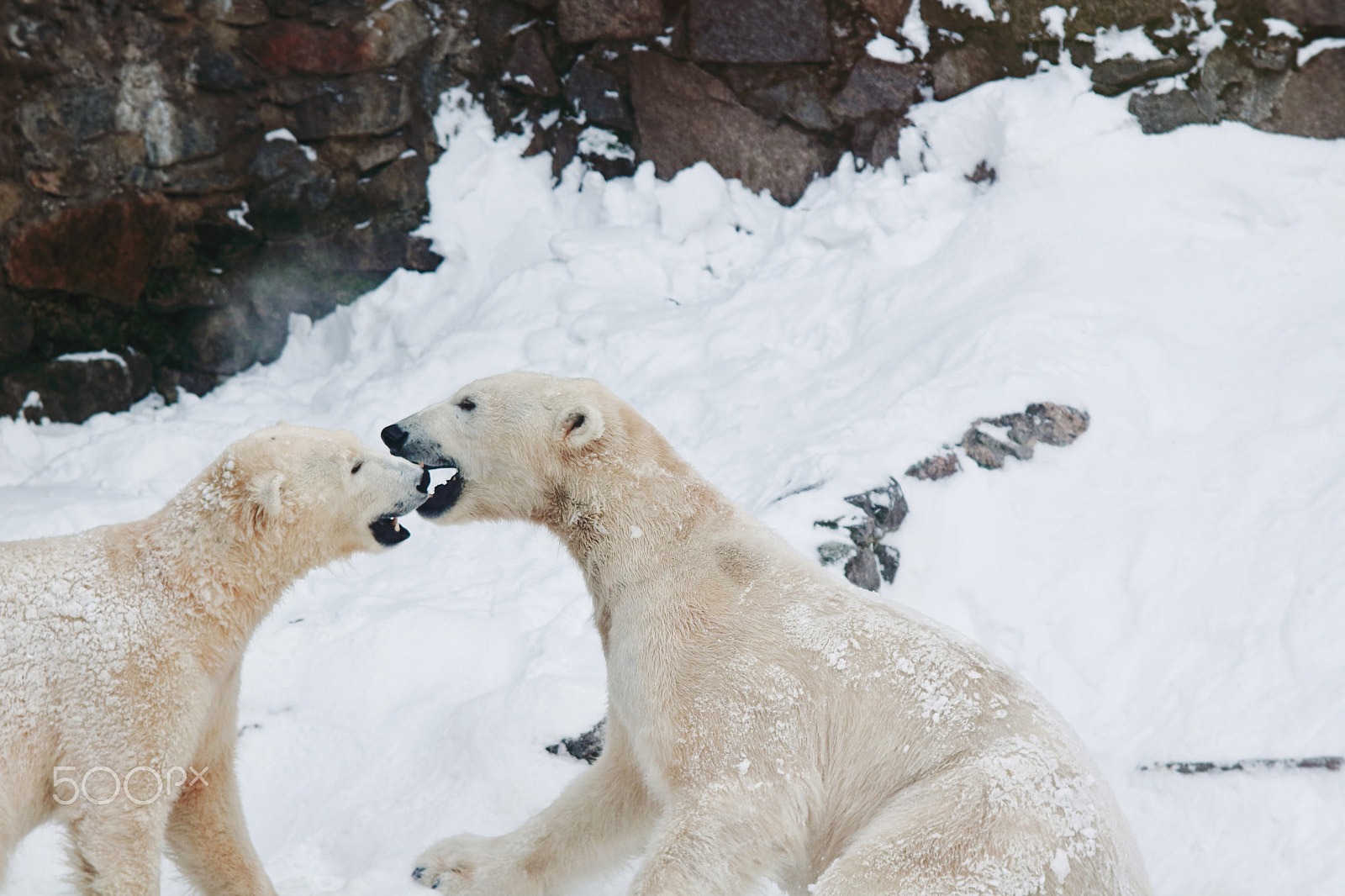 Sigma 70-200mm F2.8 EX DG OS HSM sample photo. Bears photography