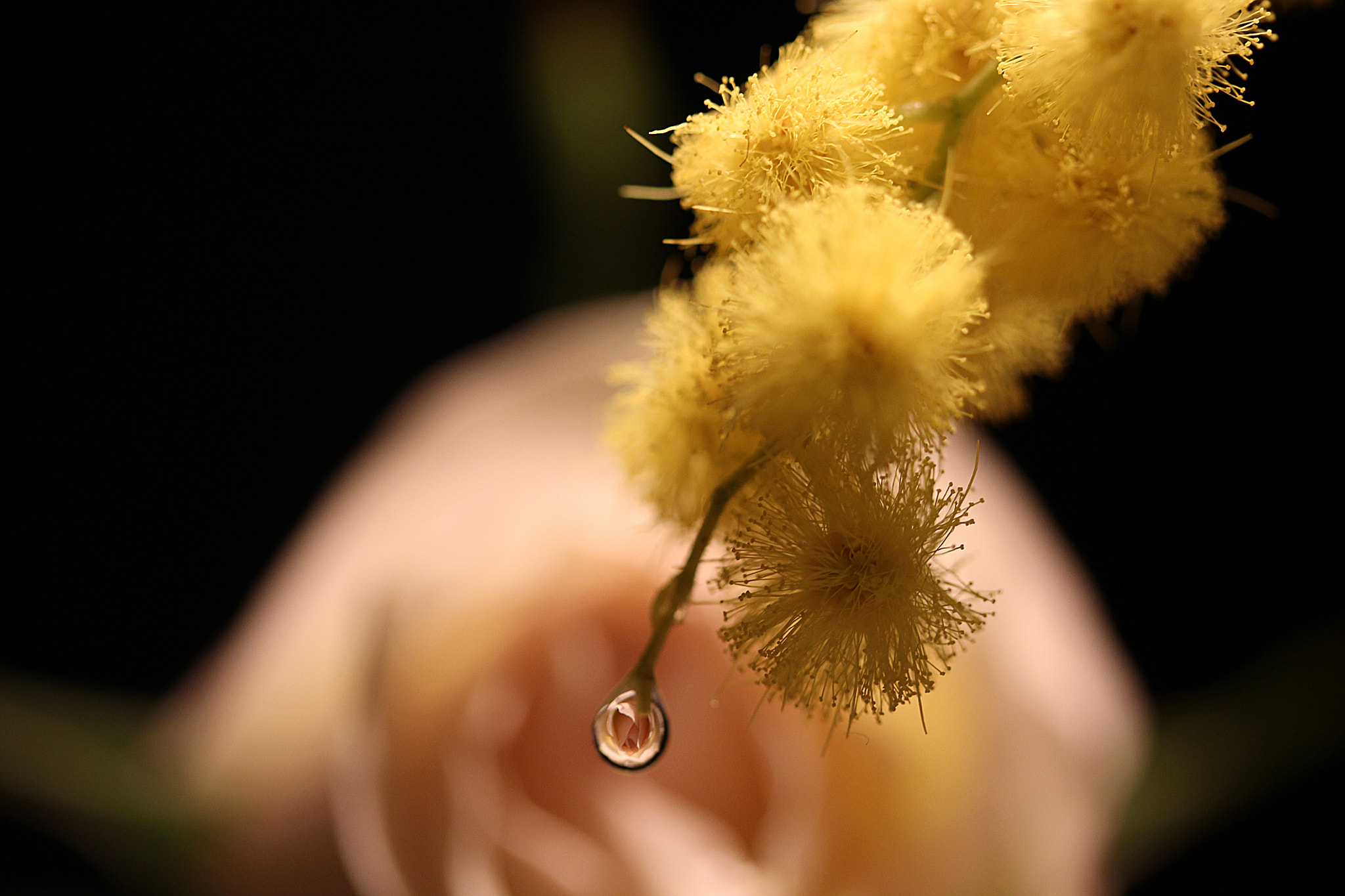 Canon EF-S 60mm F2.8 Macro USM sample photo. Breath of life photography