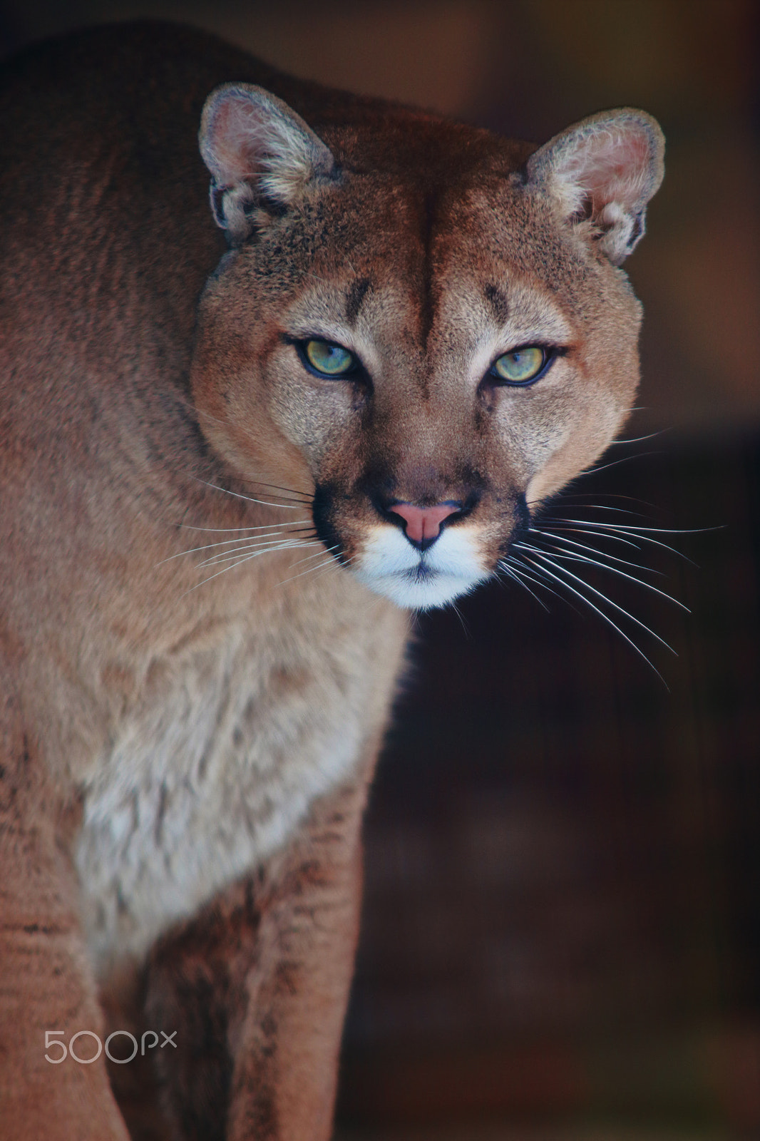 Sigma 70-200mm F2.8 EX DG OS HSM sample photo. Puma photography