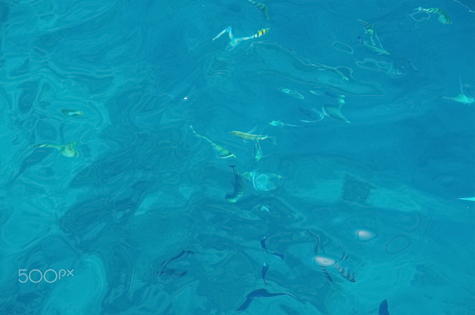 Sigma AF 10-20mm F4-5.6 EX DC sample photo. Coral reef photography