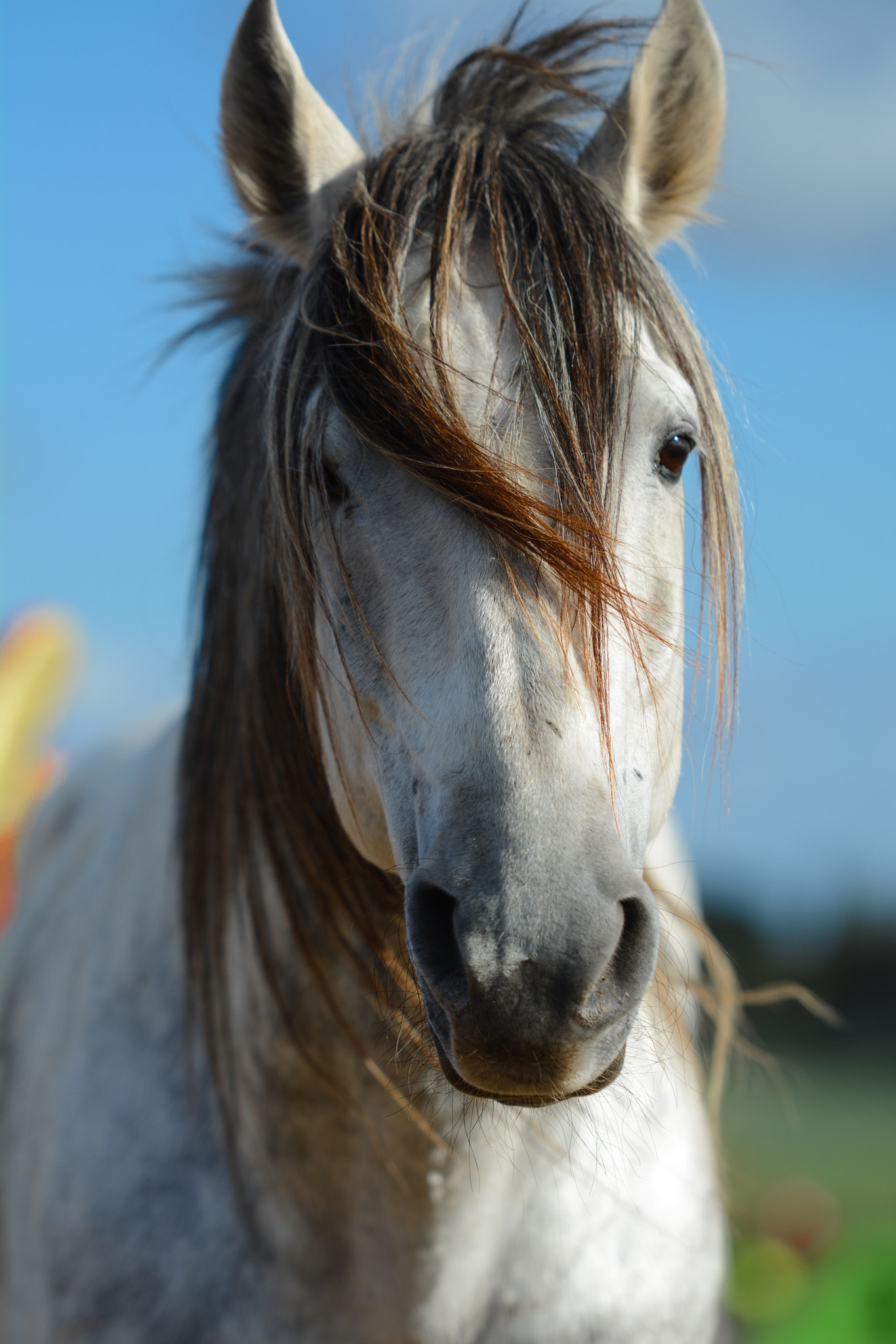 Nikon AF-S Nikkor 70-200mm F2.8G ED VR II sample photo. Horse photography