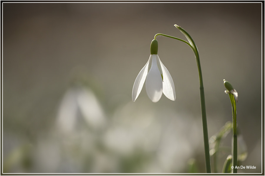 Canon EF 180mm F3.5L Macro USM sample photo. Snowdrops photography