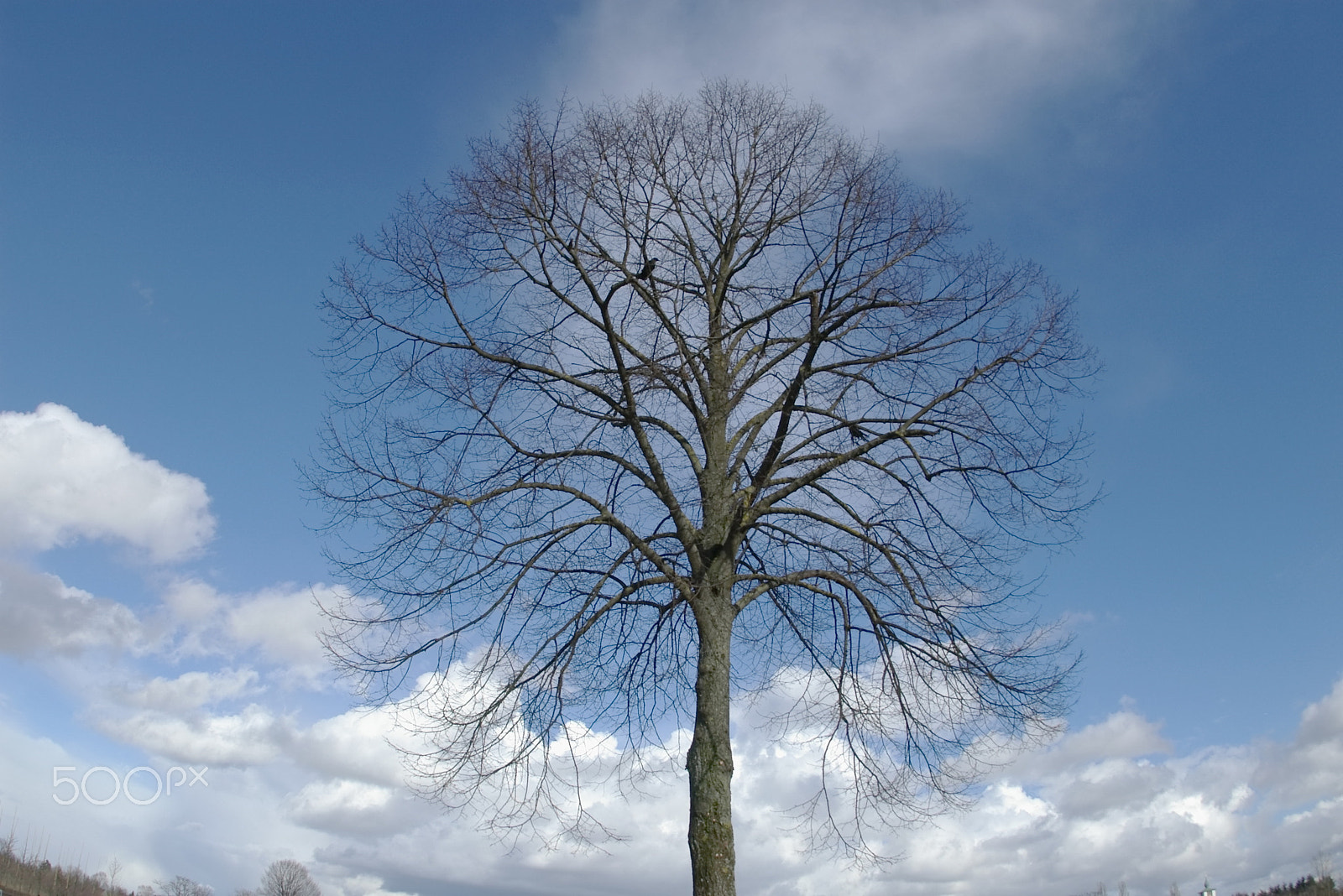 Pentax *ist D + smc PENTAX-F FISH-EYE 17-28mm F3.5-4.5 sample photo. Tree photography