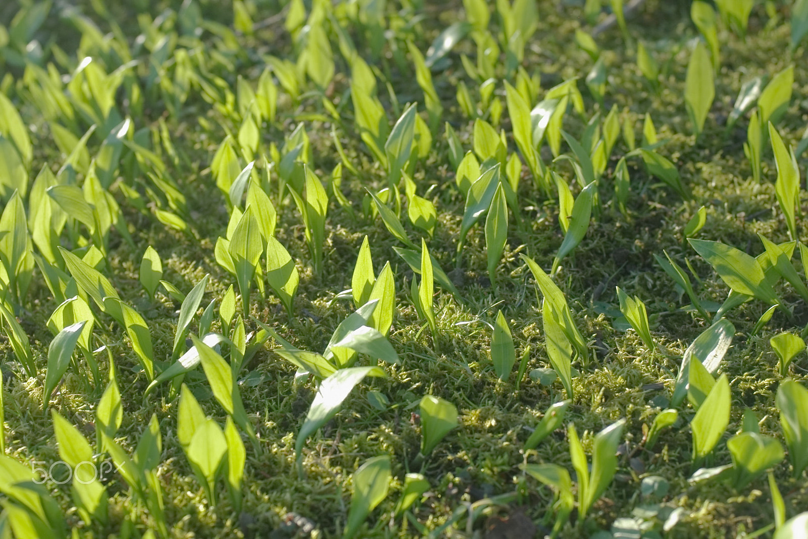 Pentax *ist D sample photo. Bear garlic photography