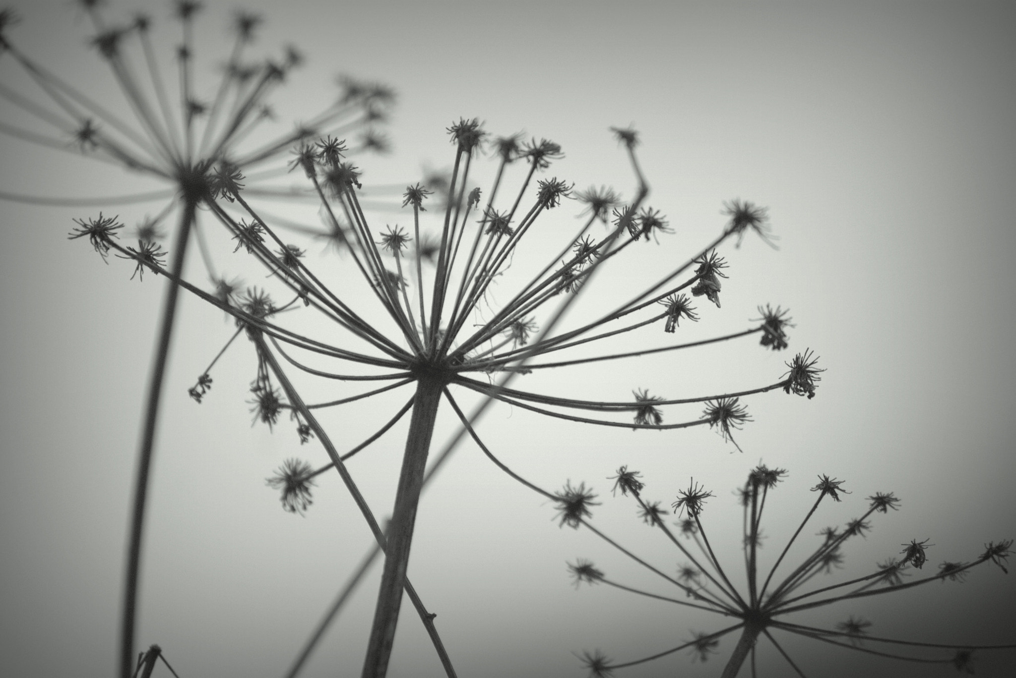 Sony Alpha DSLR-A390 sample photo. Uncolored... photography