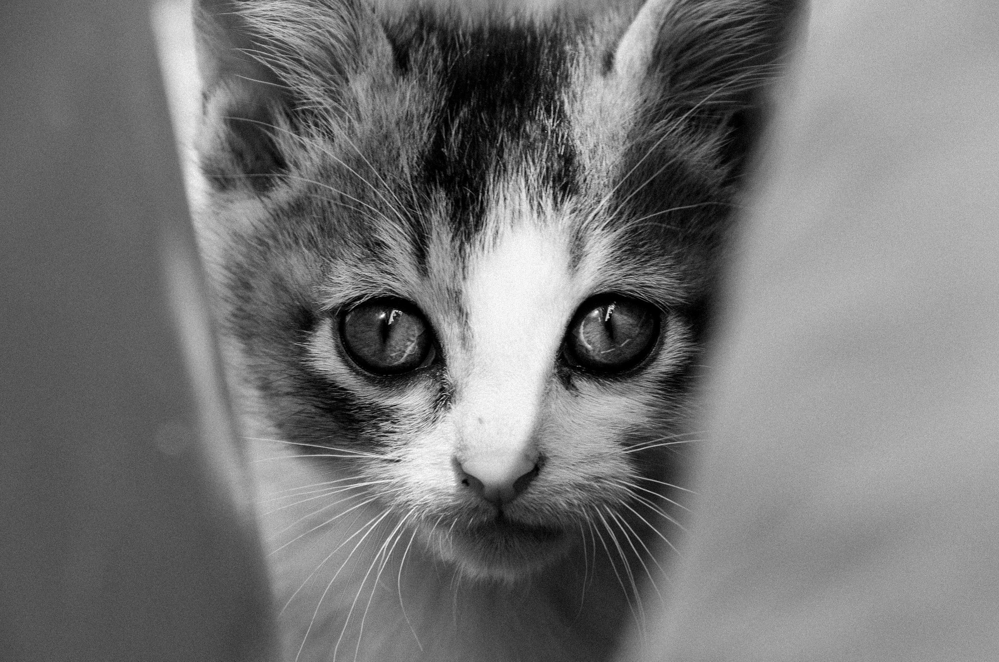 Pentax K-5 IIs sample photo. Cats photography