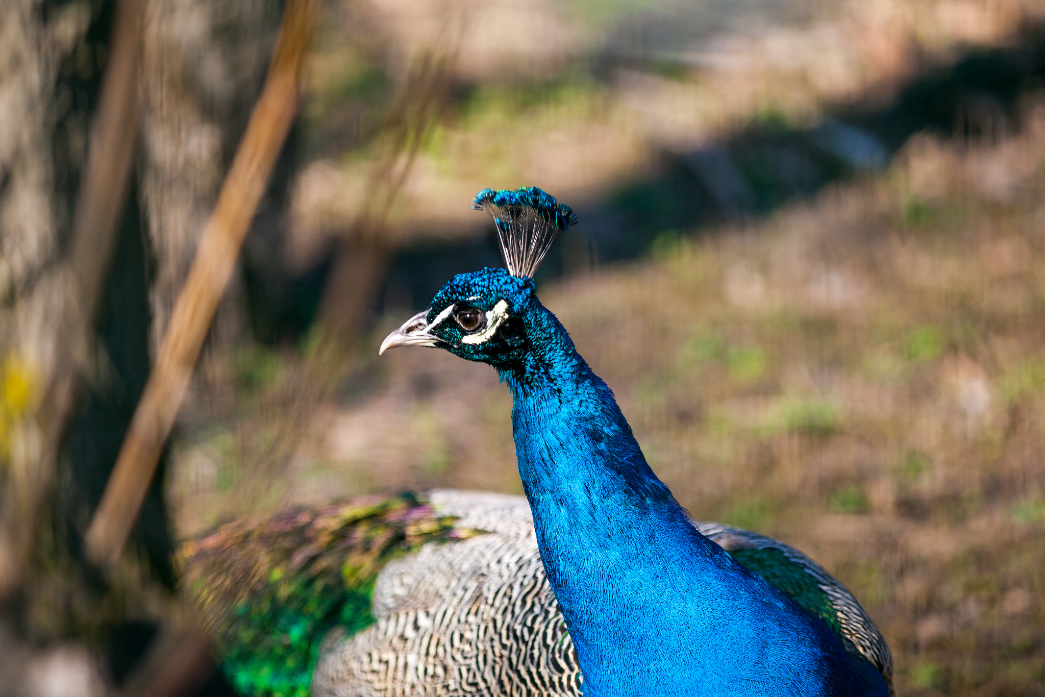 Canon EF 80-200mm f/2.8L sample photo