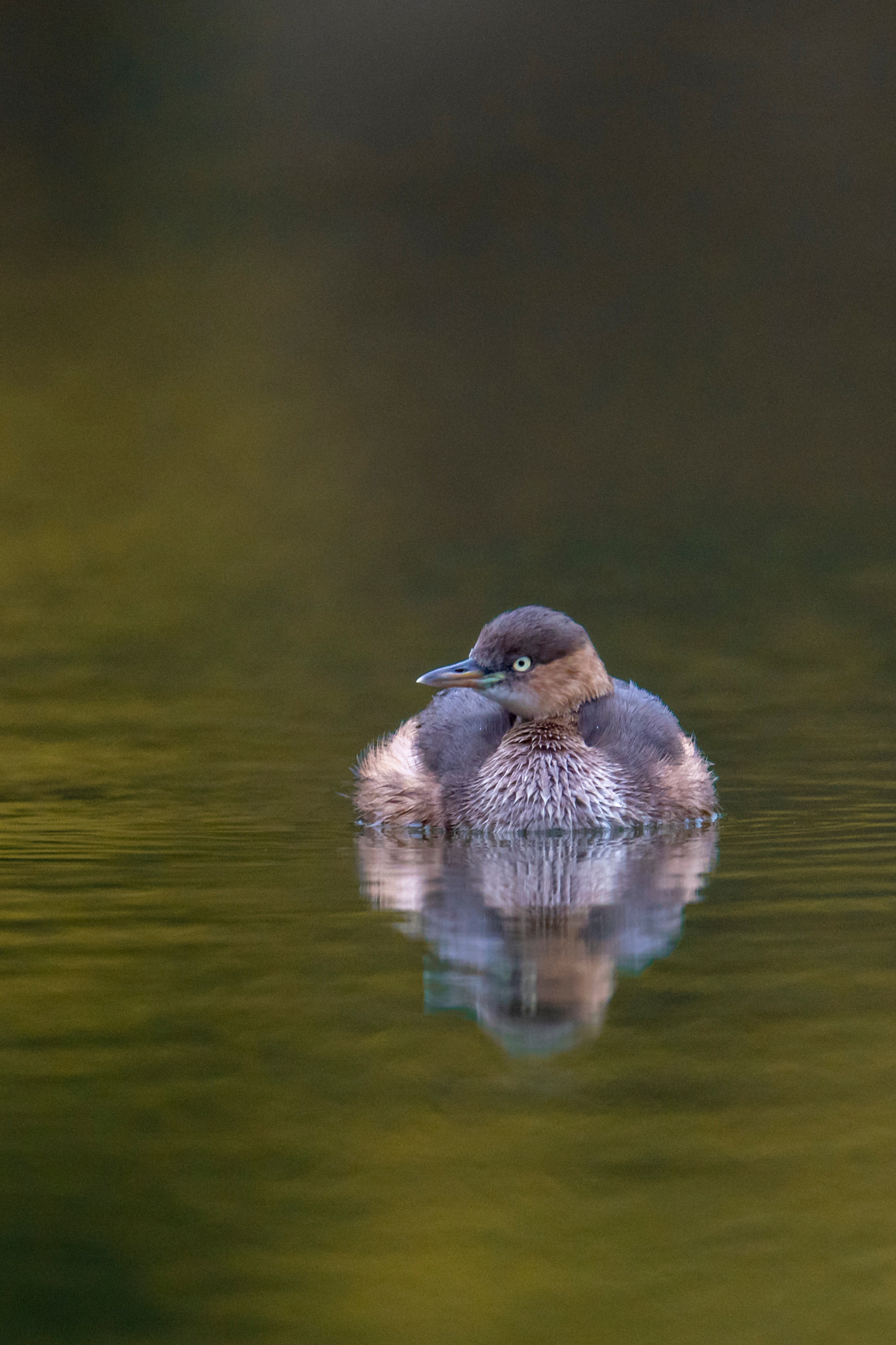 Canon EOS 7D Mark II + Canon EF 600mm F4L IS II USM sample photo. Little grebe photography