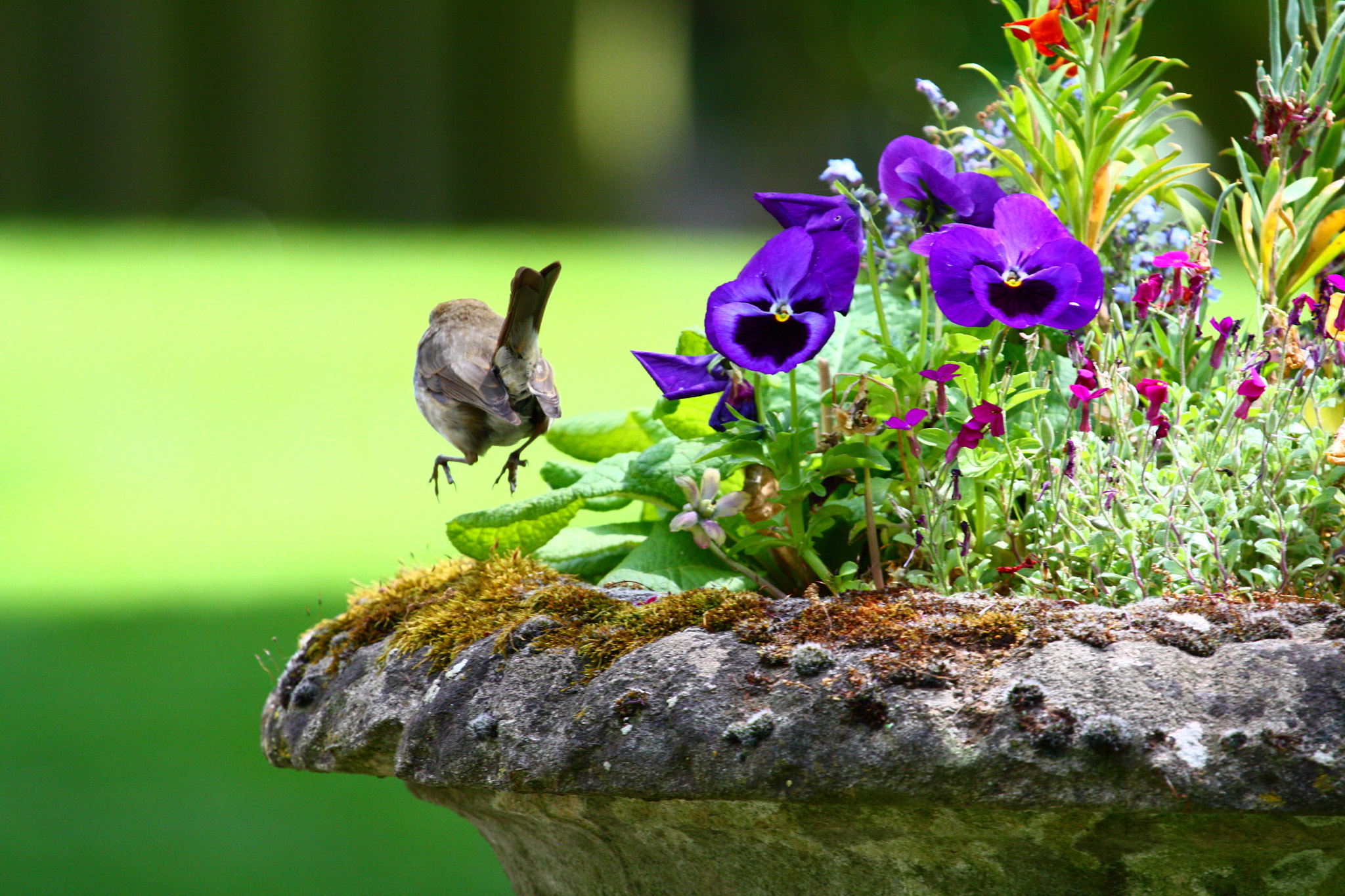 Canon EF 100-400mm F4.5-5.6L IS USM sample photo. Jumping robin photography
