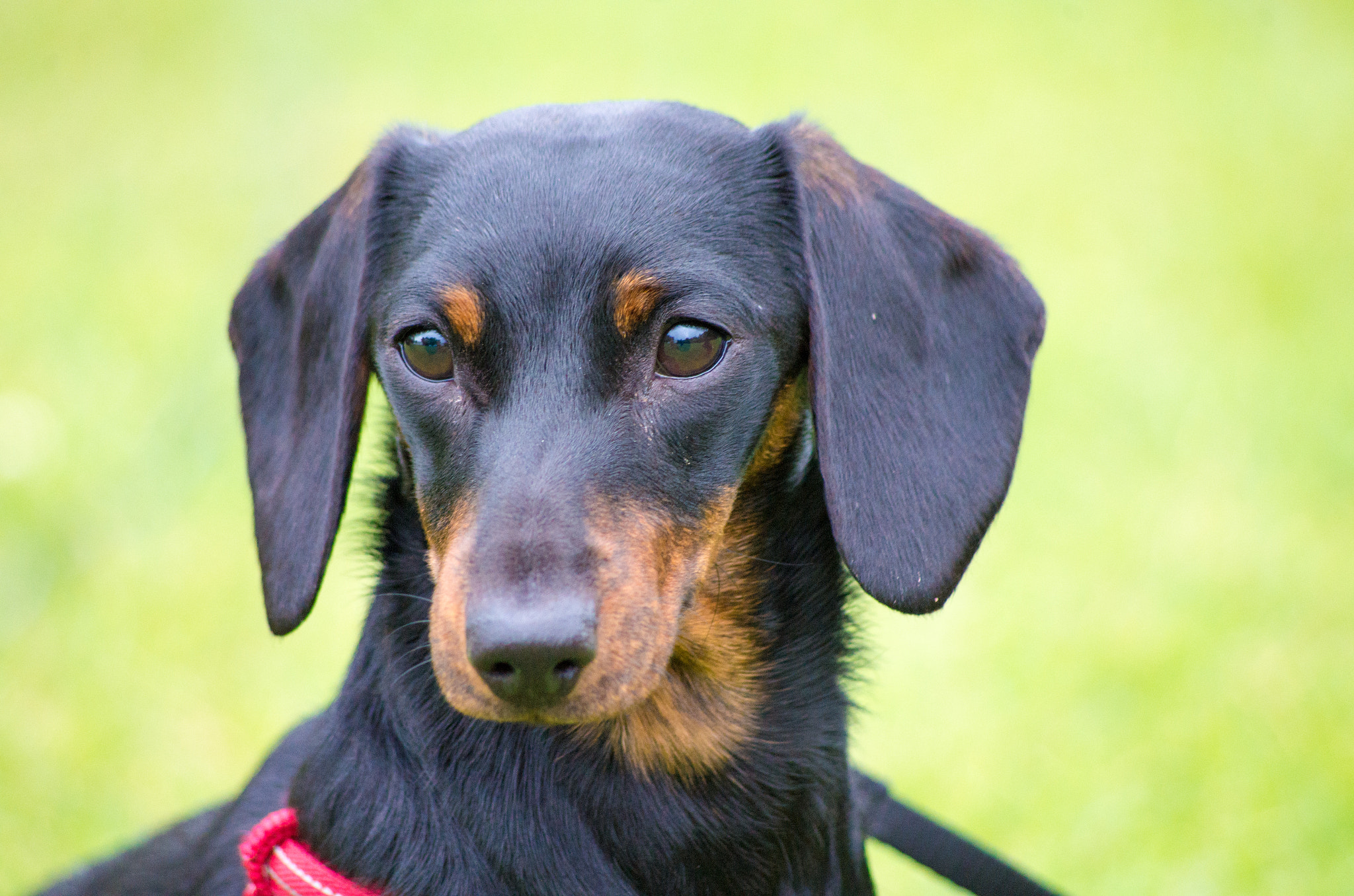 HD Pentax DA 55-300mm F4.0-5.8 ED WR sample photo. Sausage dog photography