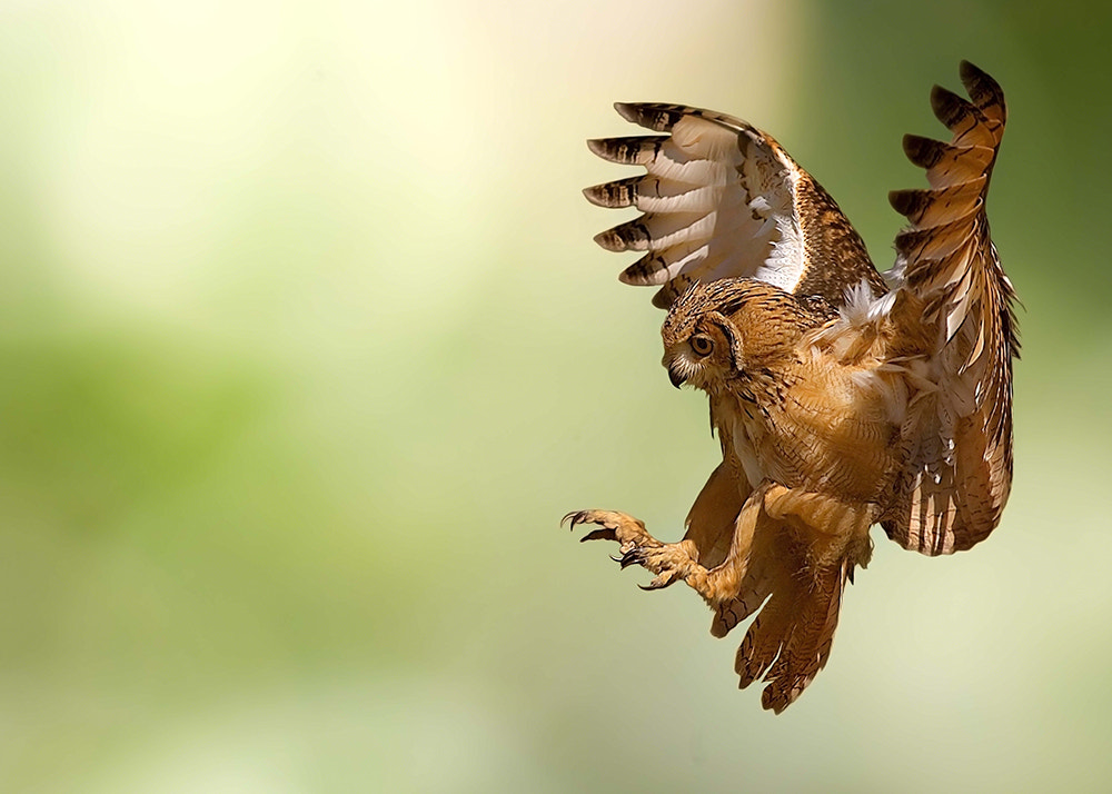 Canon EF 300mm F4L IS USM sample photo. Landing photography