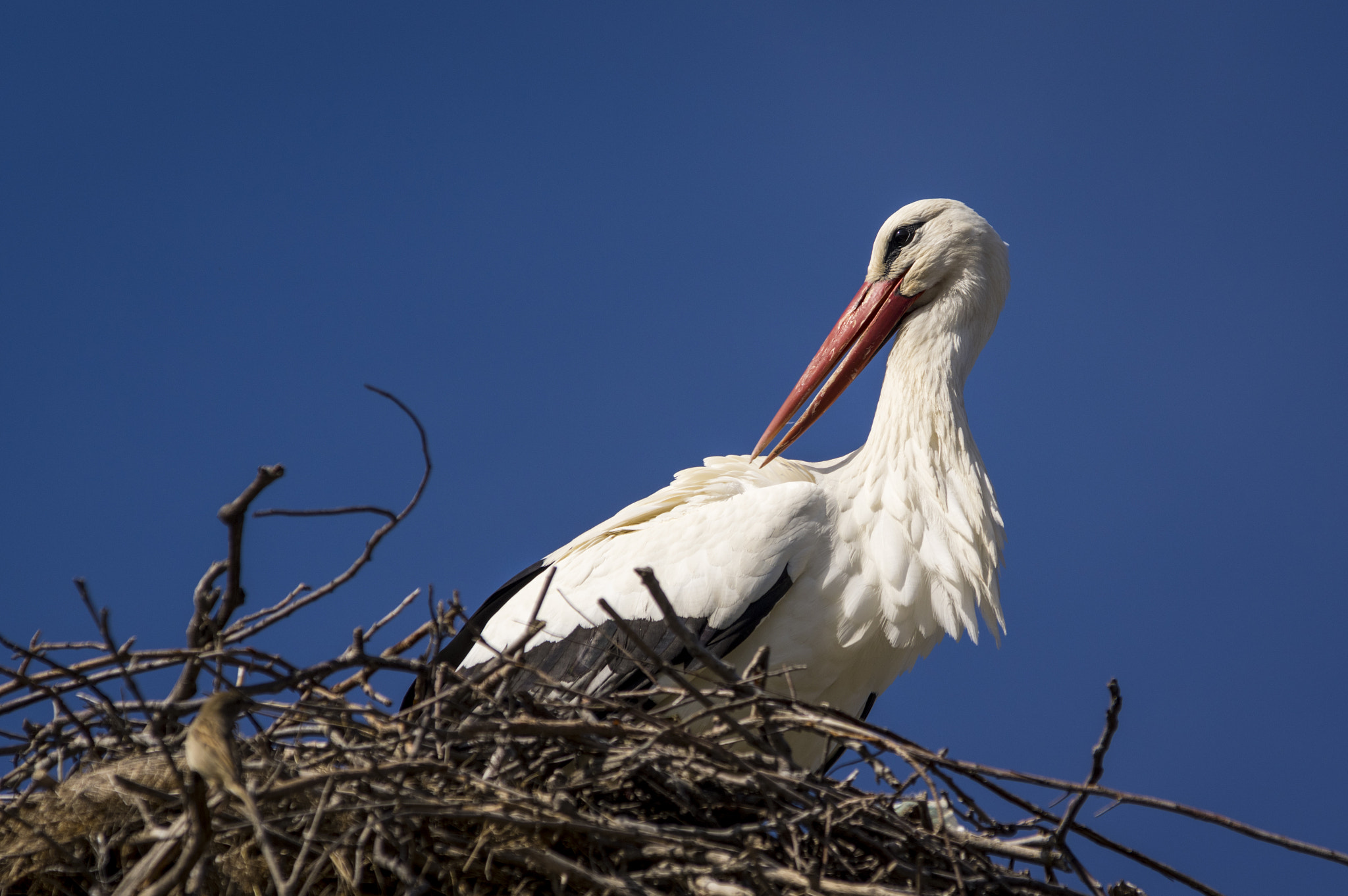 Pentax K-3 sample photo. Back for nest reclamation photography