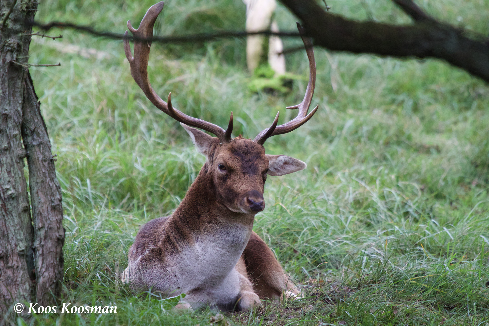 Canon EF 100-400mm F4.5-5.6L IS USM sample photo. Take a break deer photography