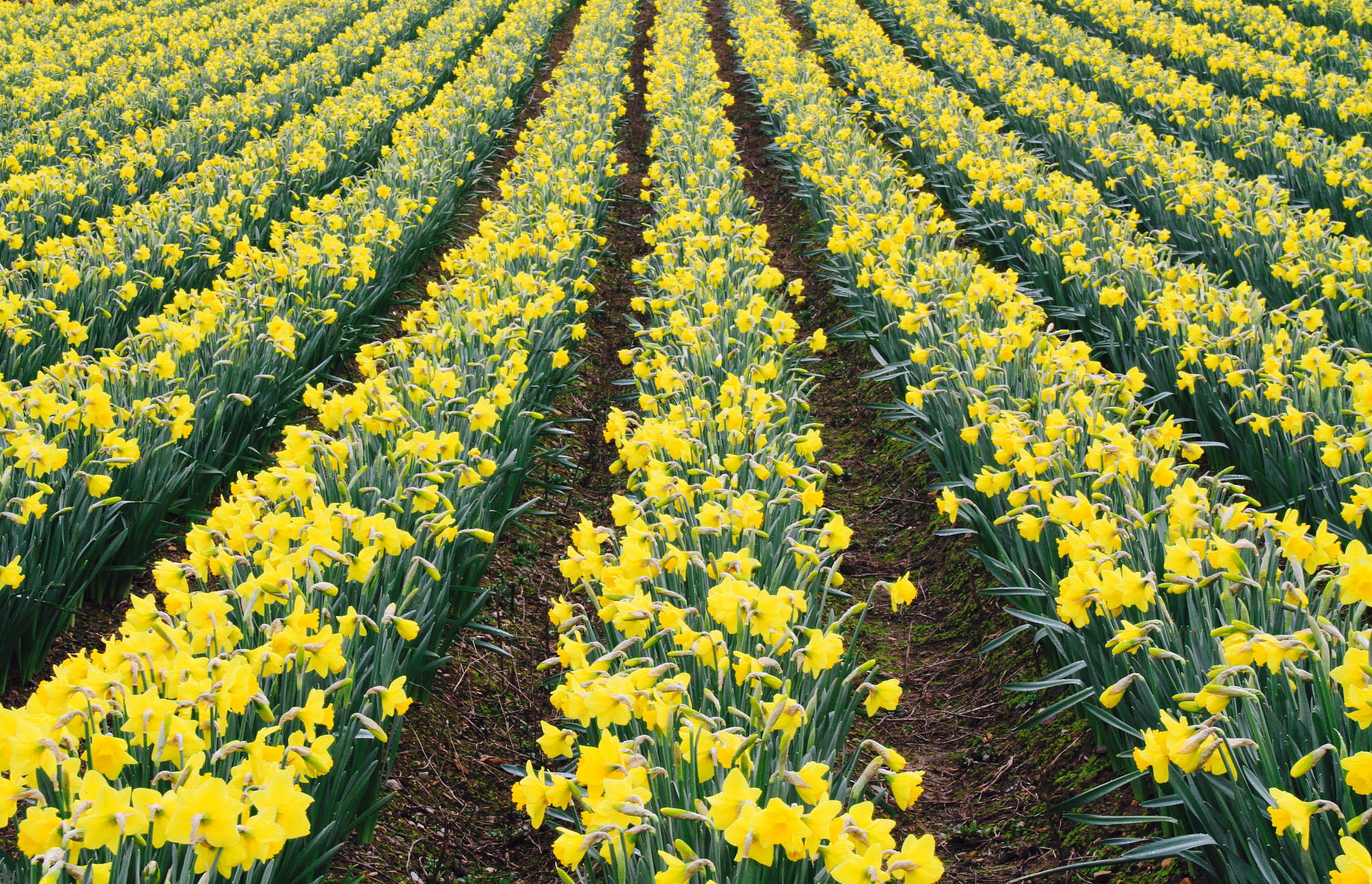 Canon 18-250mm sample photo. Yellow lines photography