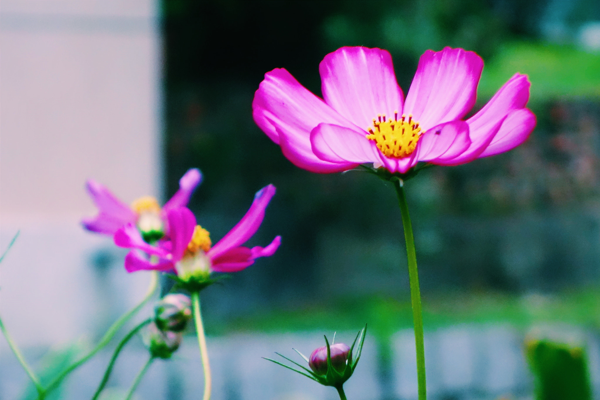 Sony Cyber-shot DSC-RX100 + Minolta AF 50mm F3.5 Macro sample photo. Kaohsiung, taiwan, 曹公圳 photography