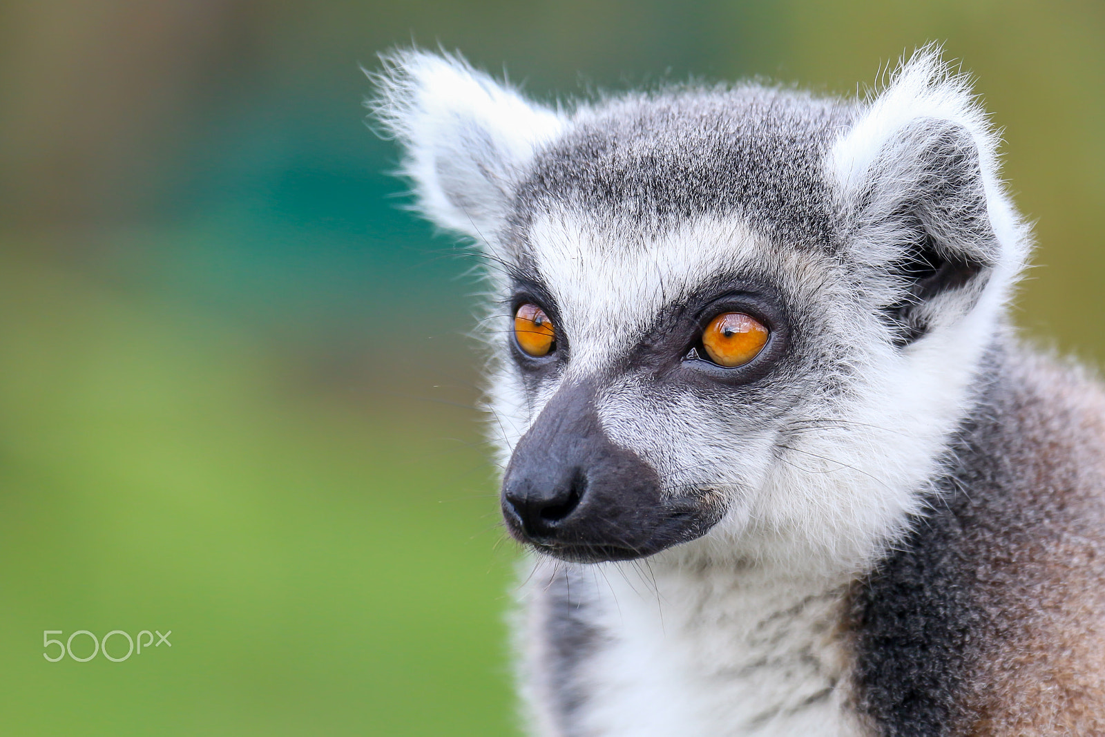 Canon EF 70-300mm F4-5.6L IS USM sample photo. Ring-tailed lemur photography