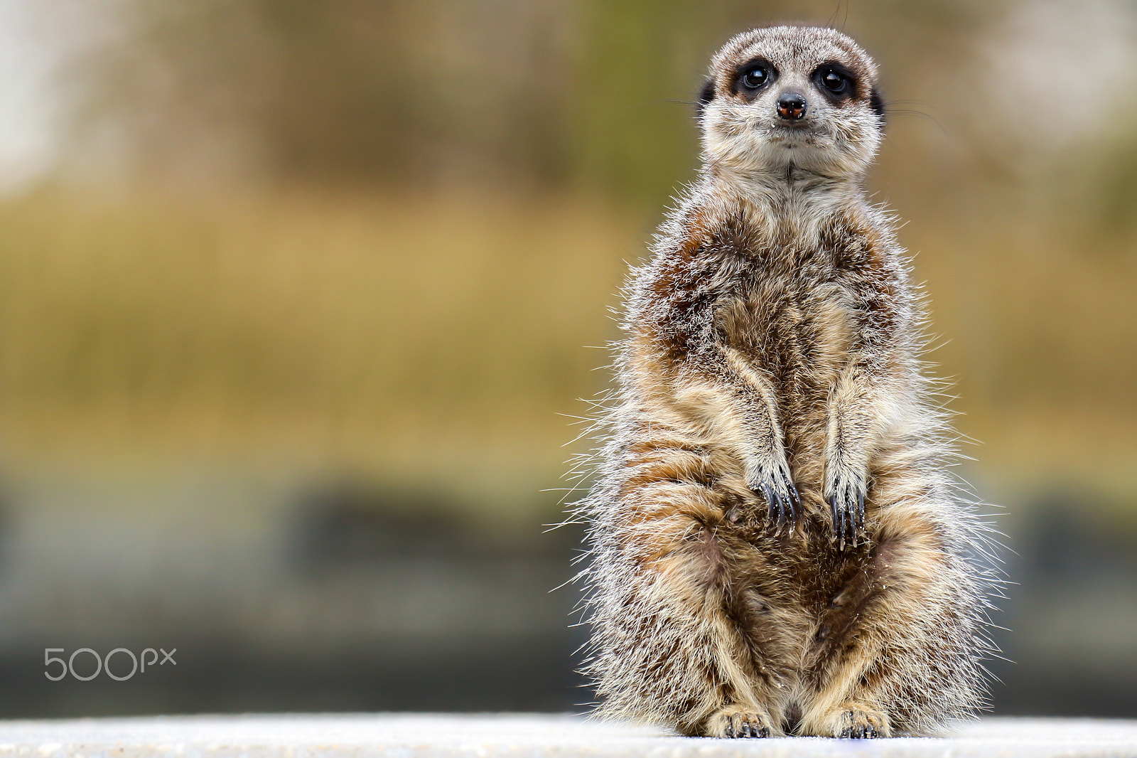 Canon EF 70-300mm F4-5.6L IS USM sample photo. Meerkat photography