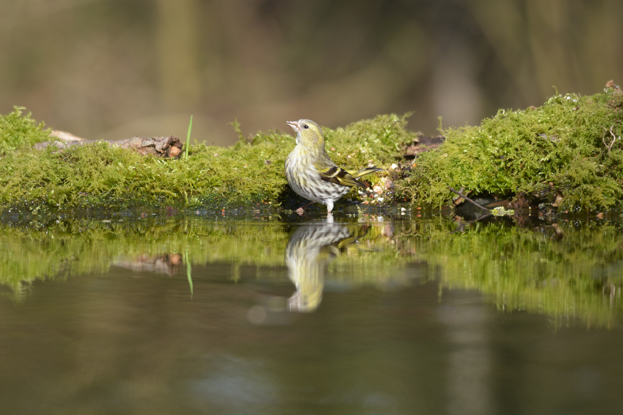 Sigma 120-400mm F4.5-5.6 DG OS HSM sample photo