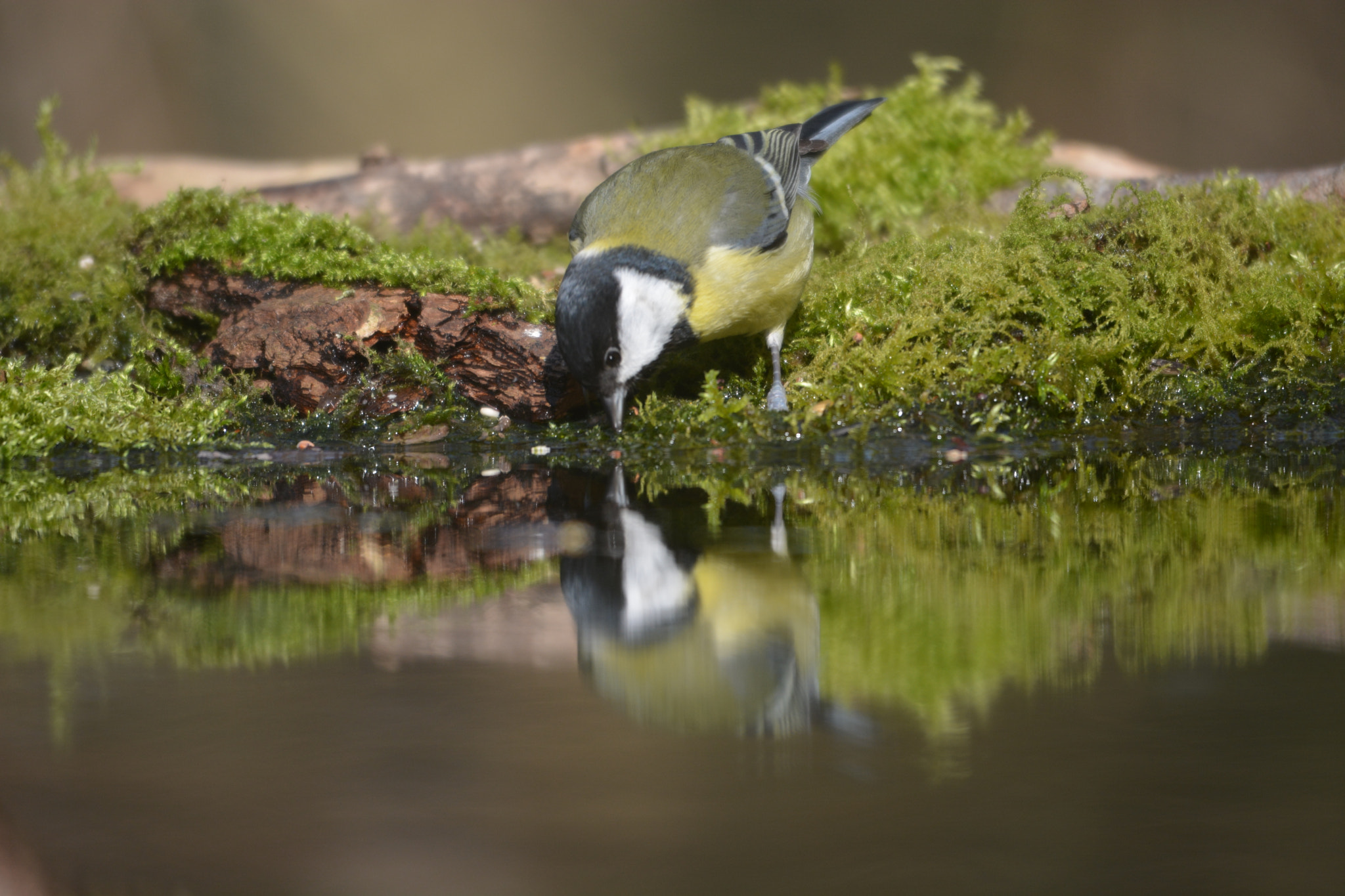 Sigma 120-400mm F4.5-5.6 DG OS HSM sample photo