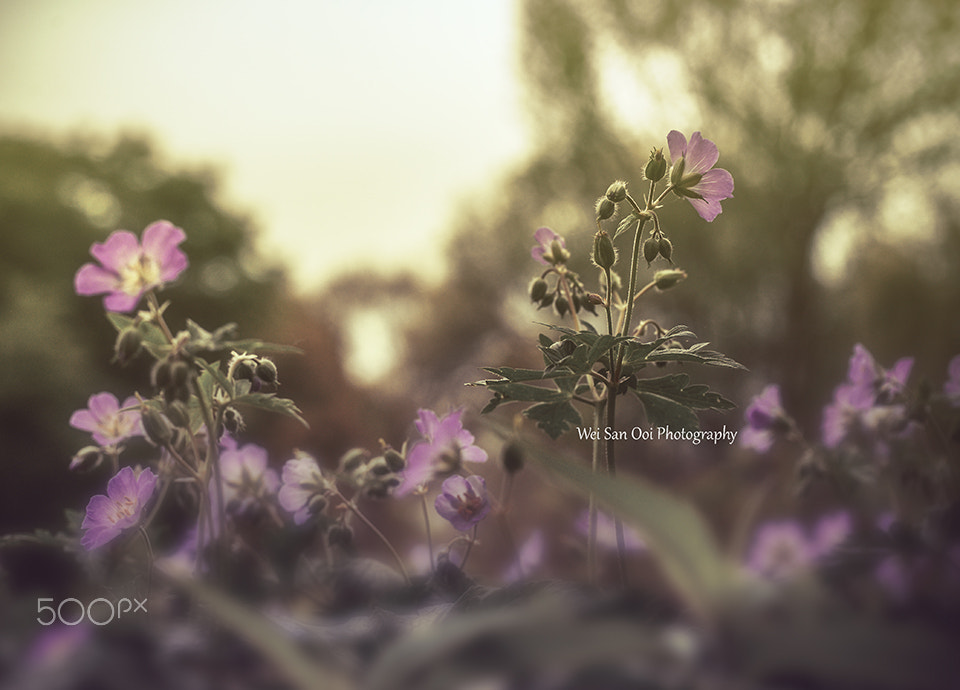 Panasonic Leica DG Macro-Elmarit 45mm F2.8 ASPH OIS sample photo. Flax flowers 02 photography