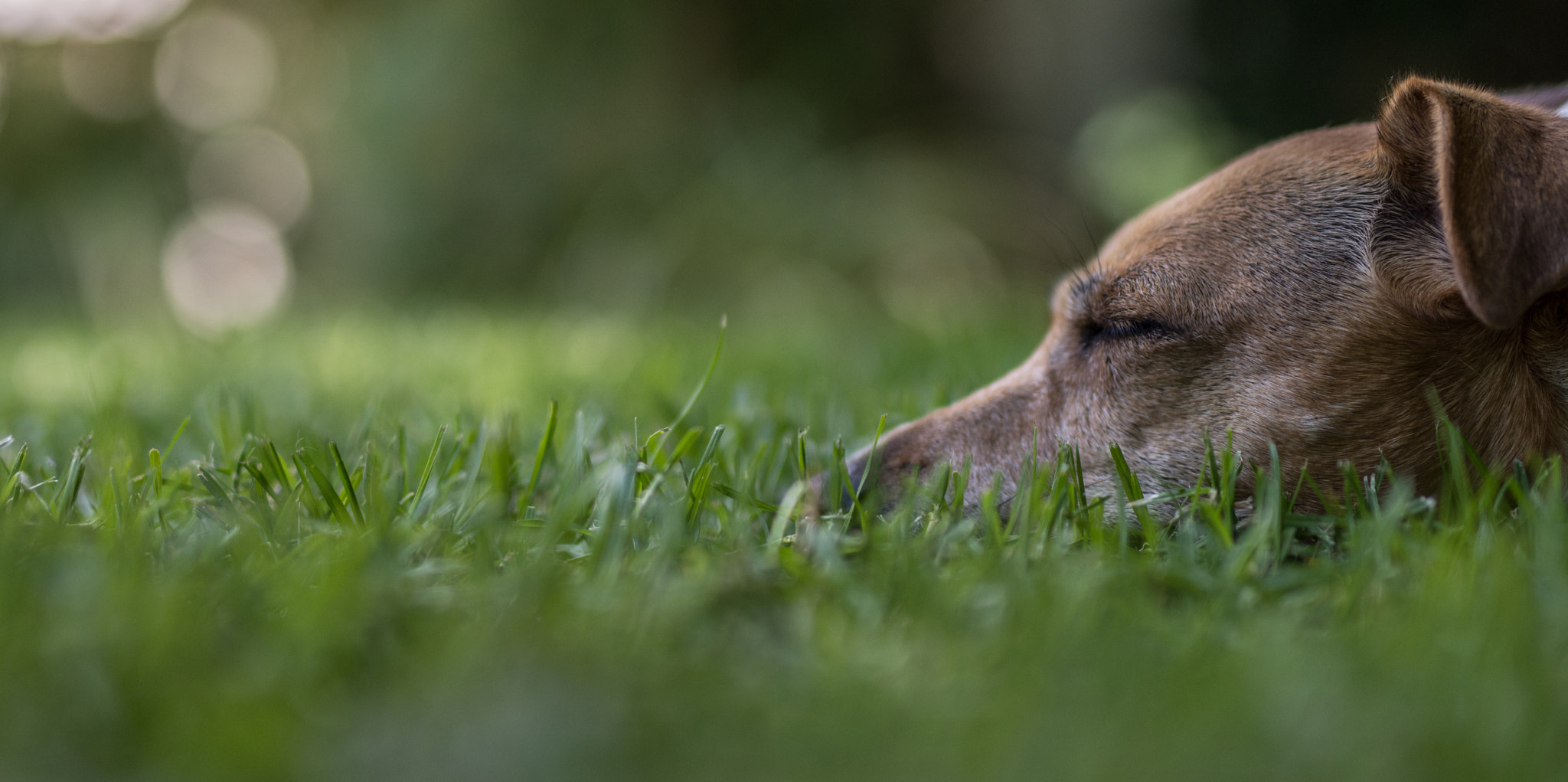 Nikon D7200 + Sigma 50mm F1.4 DG HSM Art sample photo. Let sleeping dogs lie photography