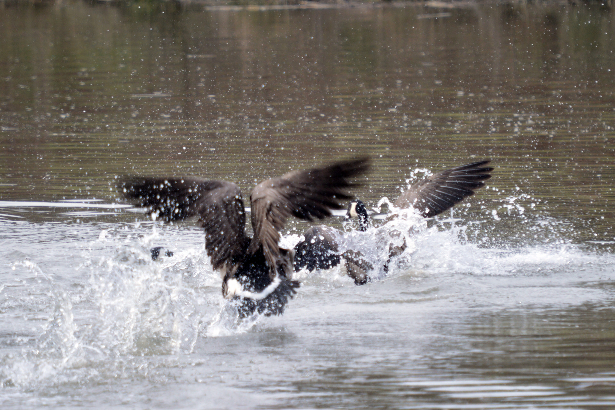 Nikon D3200 + Sigma 50-500mm F4-6.3 EX APO RF HSM sample photo. Canada geese fighting in water photography