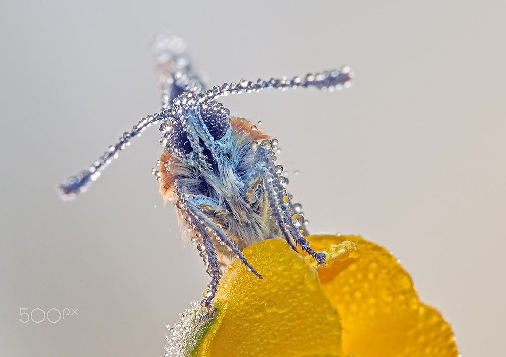 Sigma 150mm F2.8 EX DG Macro HSM sample photo. Lycaena tityrus photography