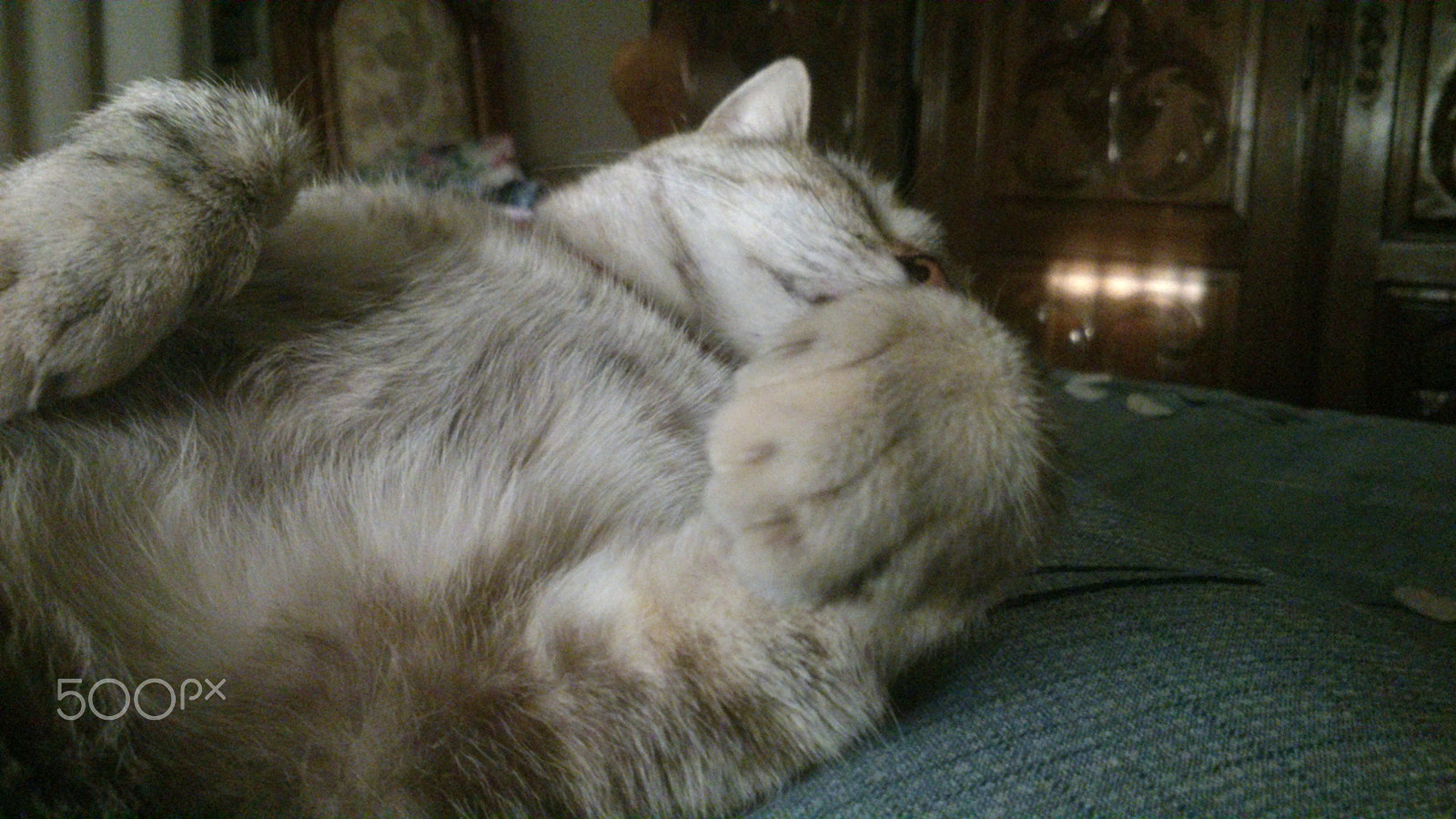 Sony Xperia P sample photo. Cat photography