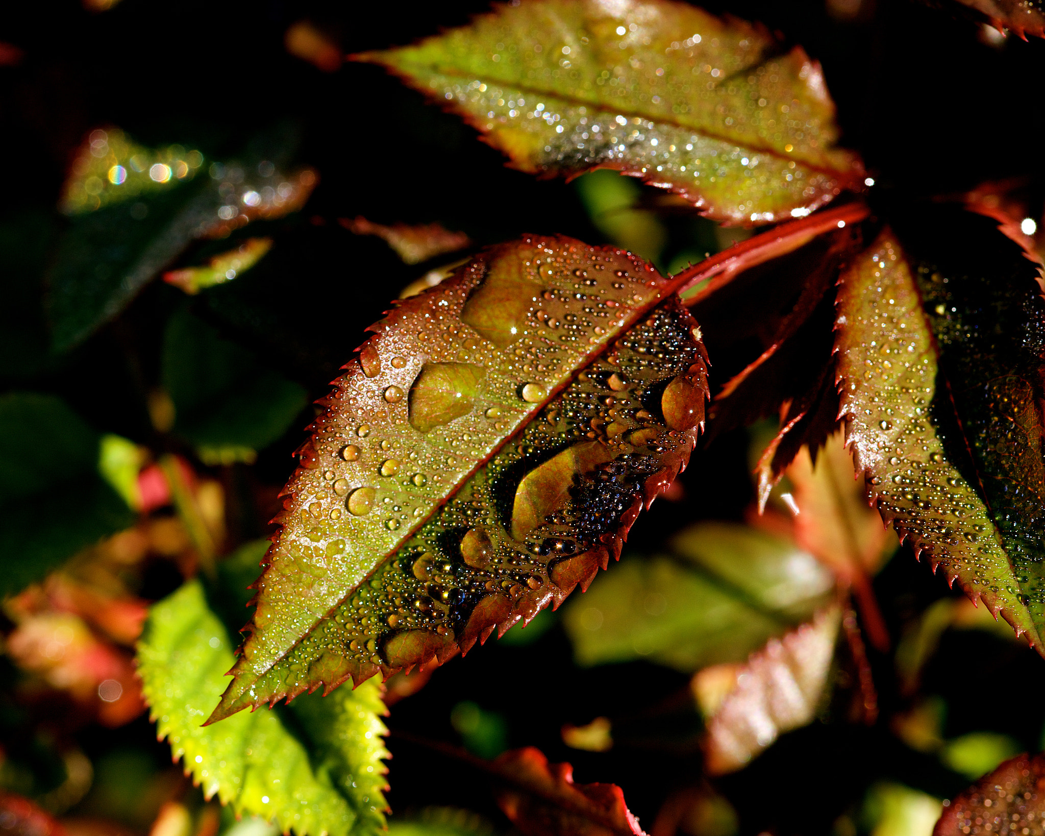 Sigma 105mm F2.8 EX DG OS HSM sample photo. After the rain photography