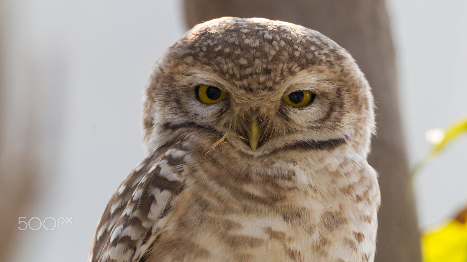 Sigma 150-600mm F5-6.3 DG OS HSM | C sample photo. Spotted photography