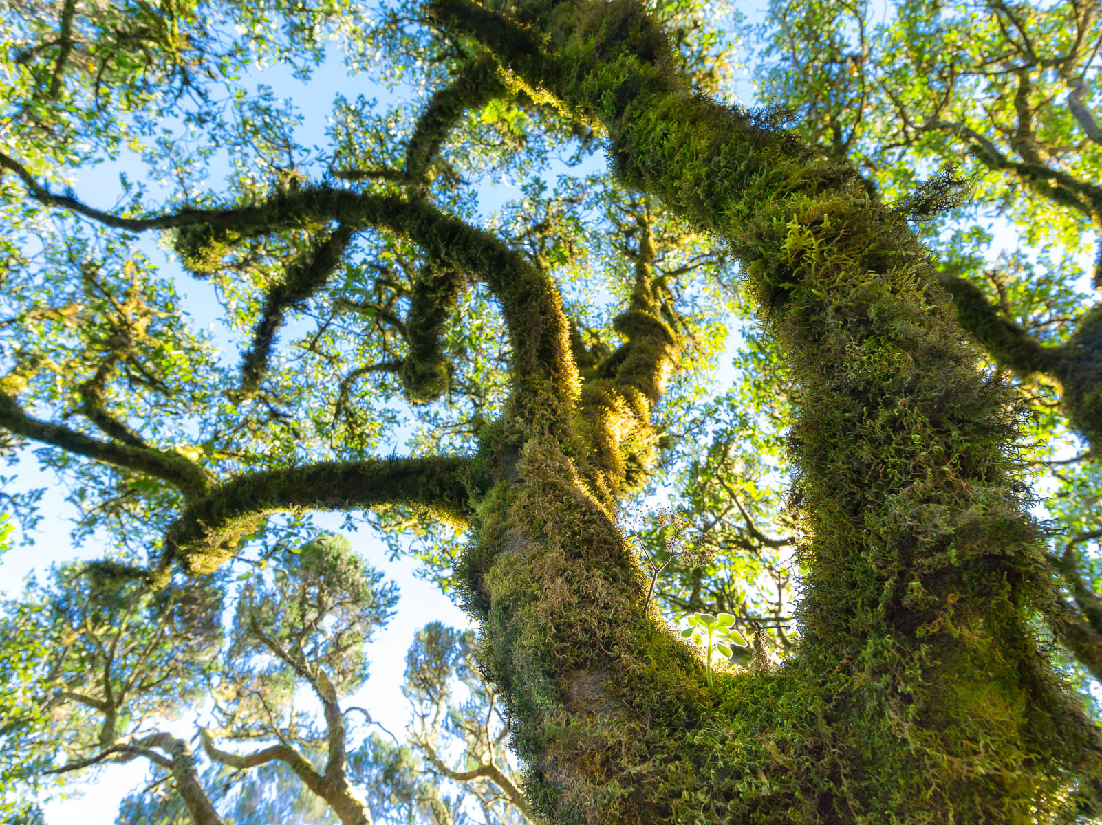 Pentax smc D FA 645 25mm F4 AL (IF) SDM AW sample photo. Dreamy tree photography