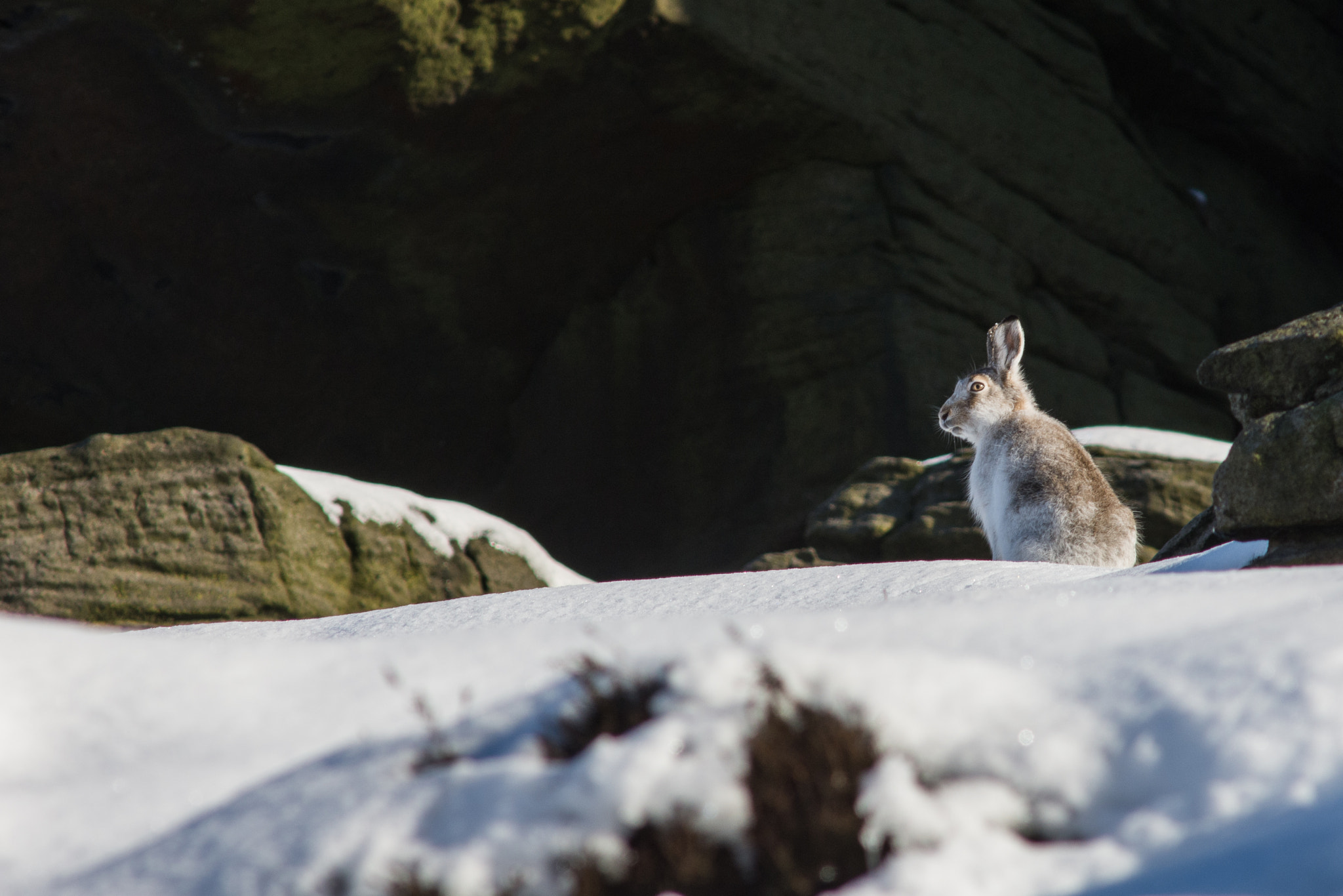 Nikon D7200 + AF Nikkor 300mm f/4 IF-ED sample photo. Mountain hare in the snow photography