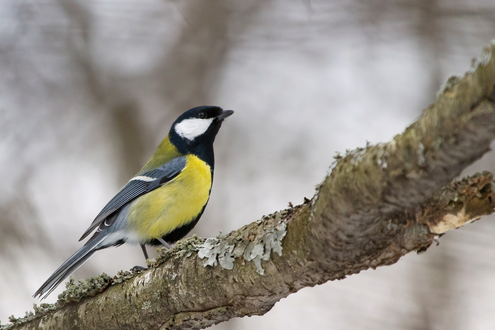 Canon EF 100-400mm F4.5-5.6L IS USM sample photo. Great tit observing photography