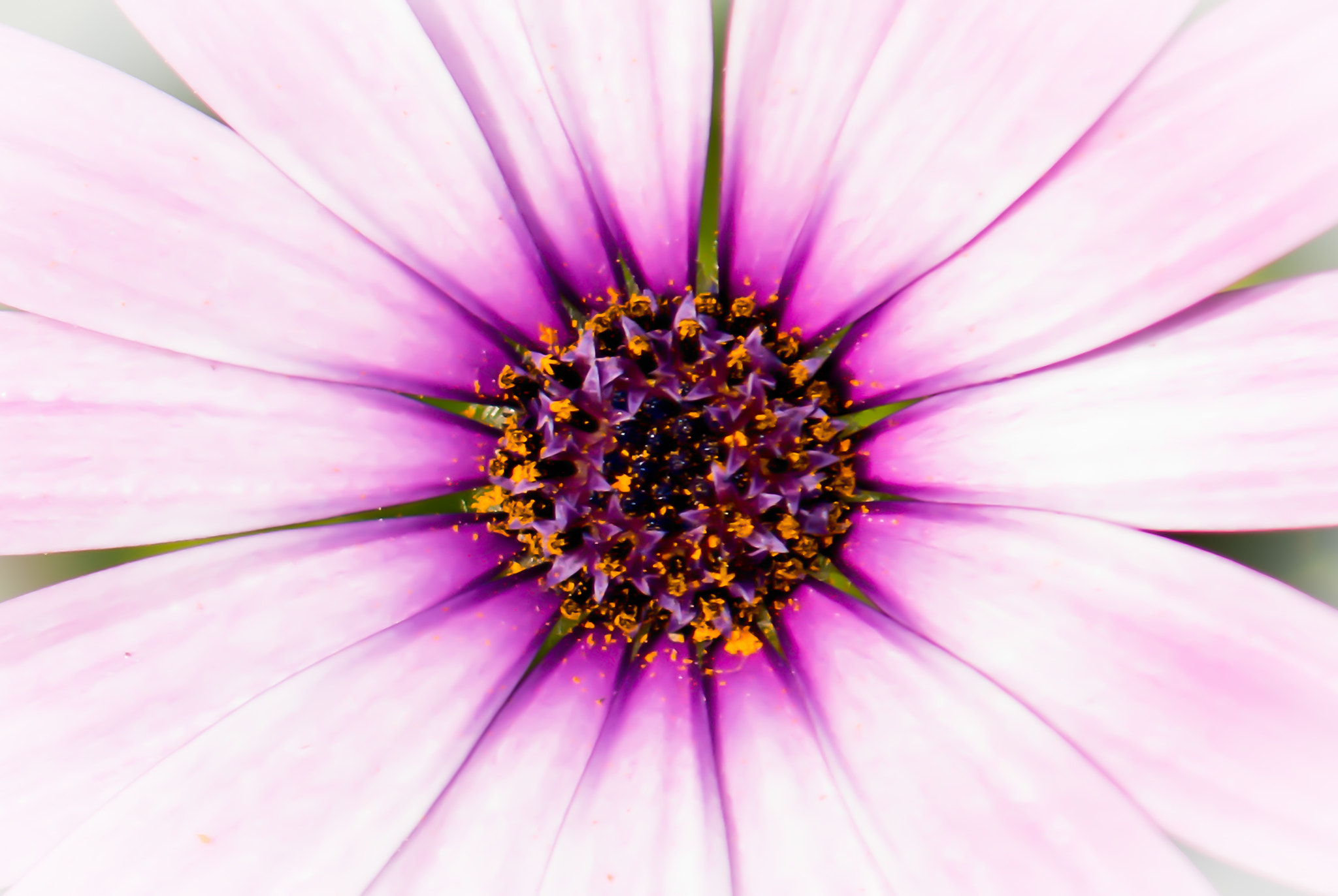 Nikon D800 + AF Zoom-Nikkor 70-210mm f/4 sample photo. Star power photography