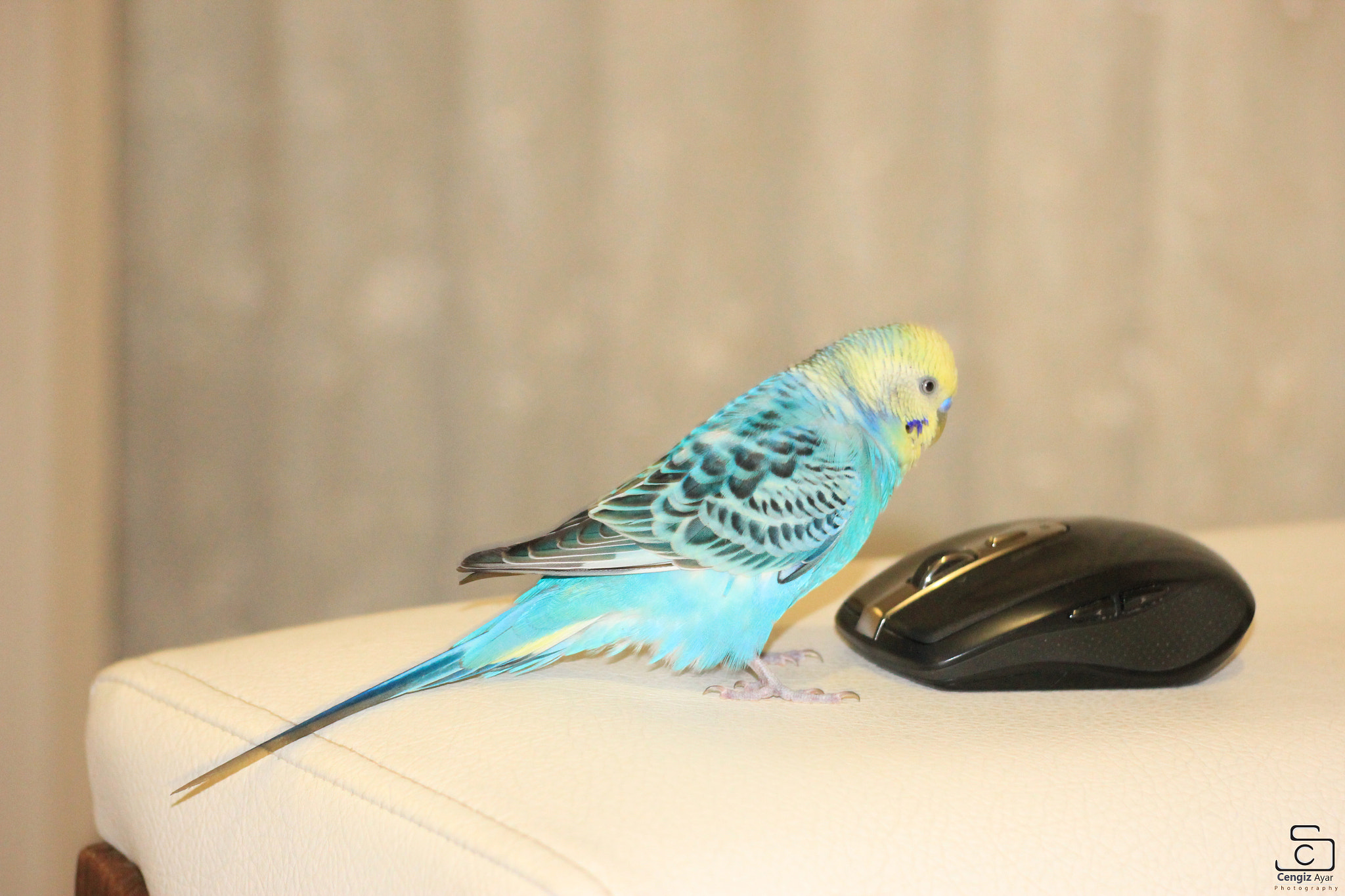 Sigma 50-200mm F4-5.6 DC OS HSM sample photo. Rıfkı :) budgerigar photography