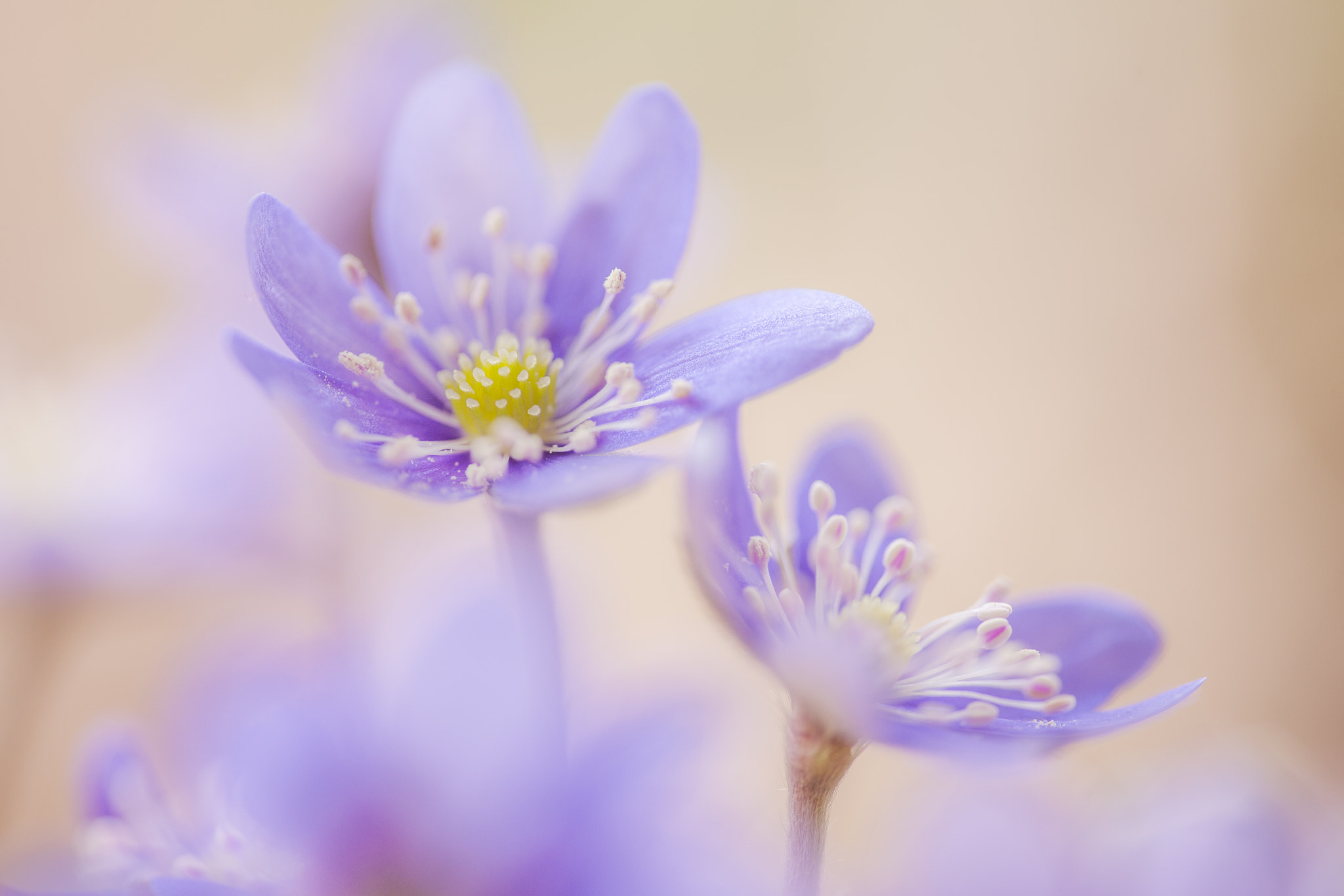 Sigma APO Macro 180mm F2.8 EX DG OS HSM sample photo. Feathery photography