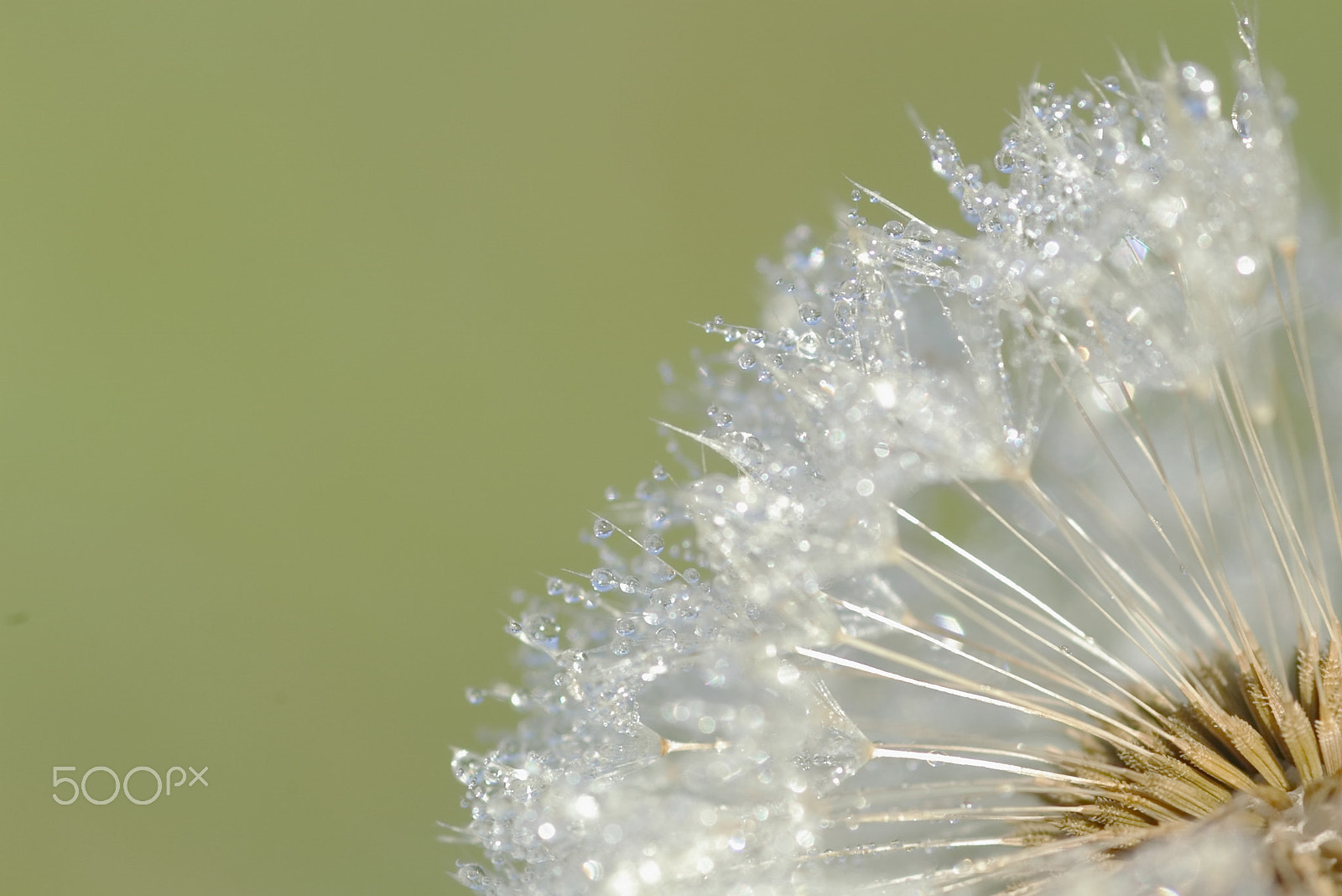 Pentax *ist D + smc PENTAX-FA Macro 100mm F2.8 sample photo. Dandelion photography