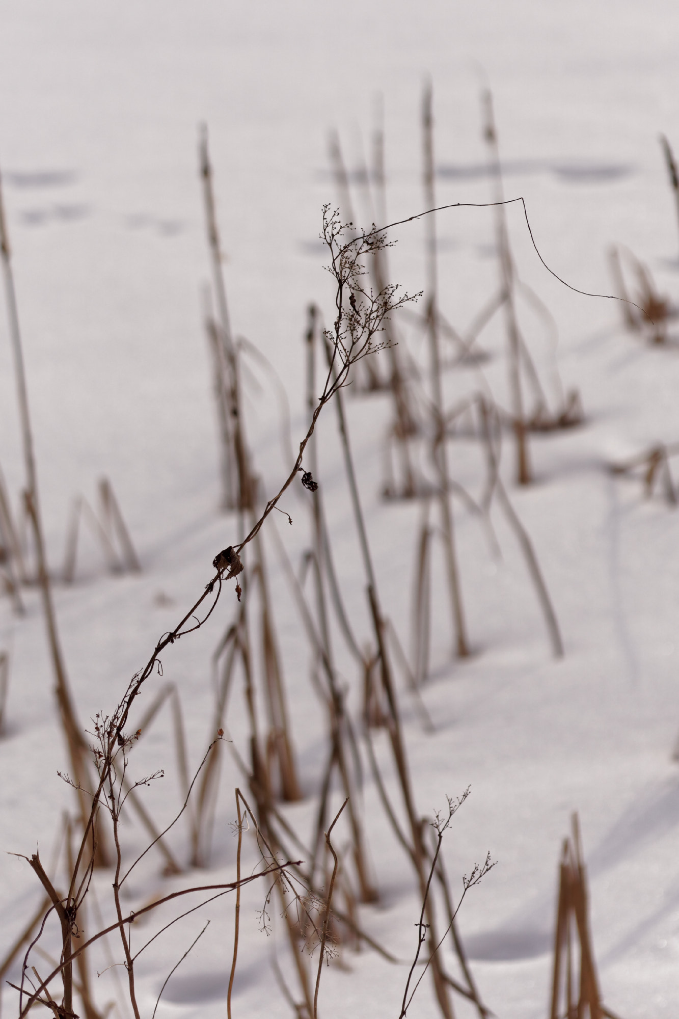 Sigma 60mm F2.8 DN Art sample photo. Plants photography