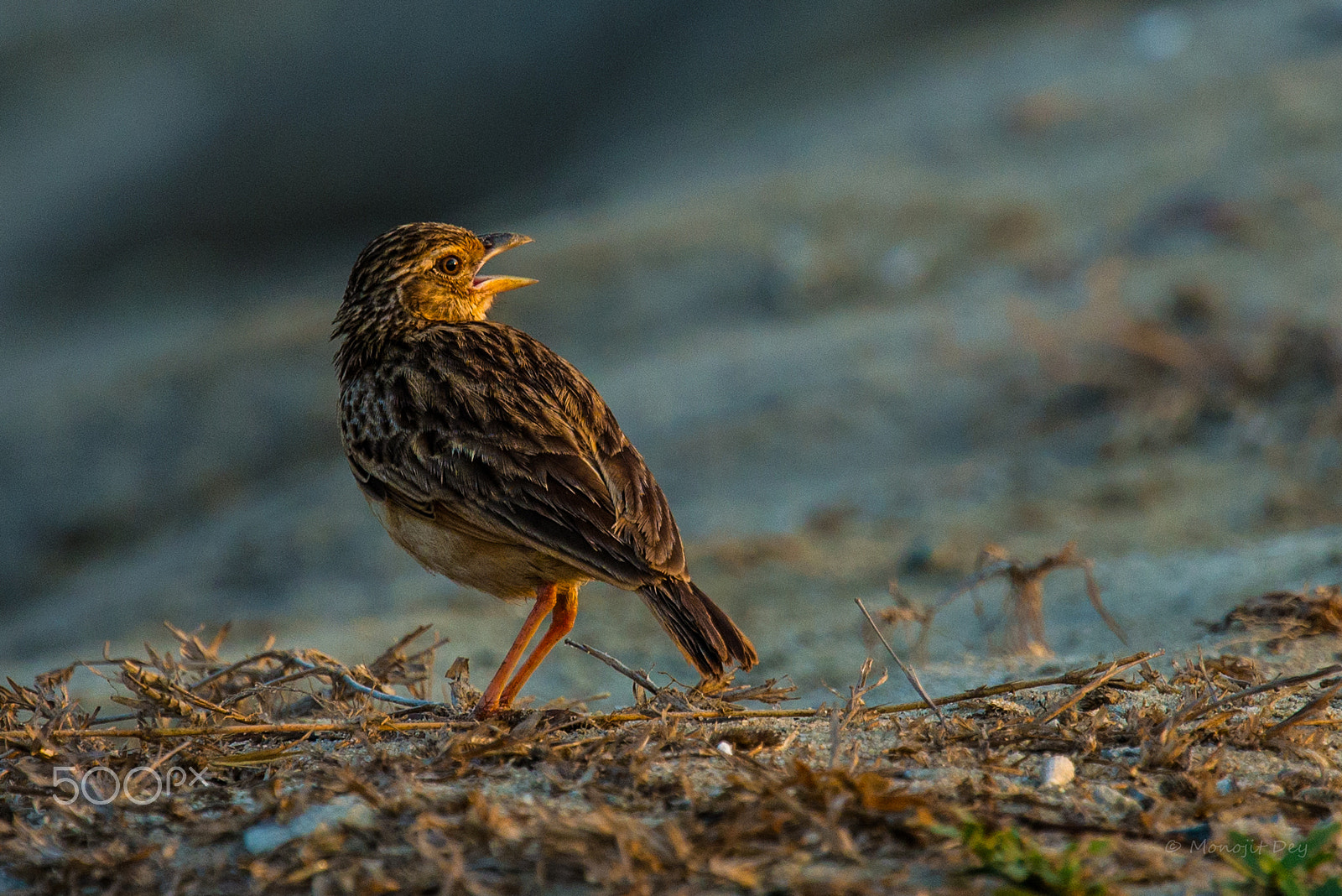 Nikon Nikkor AF-S 300mm F4E PF ED VR sample photo. Early bird photography