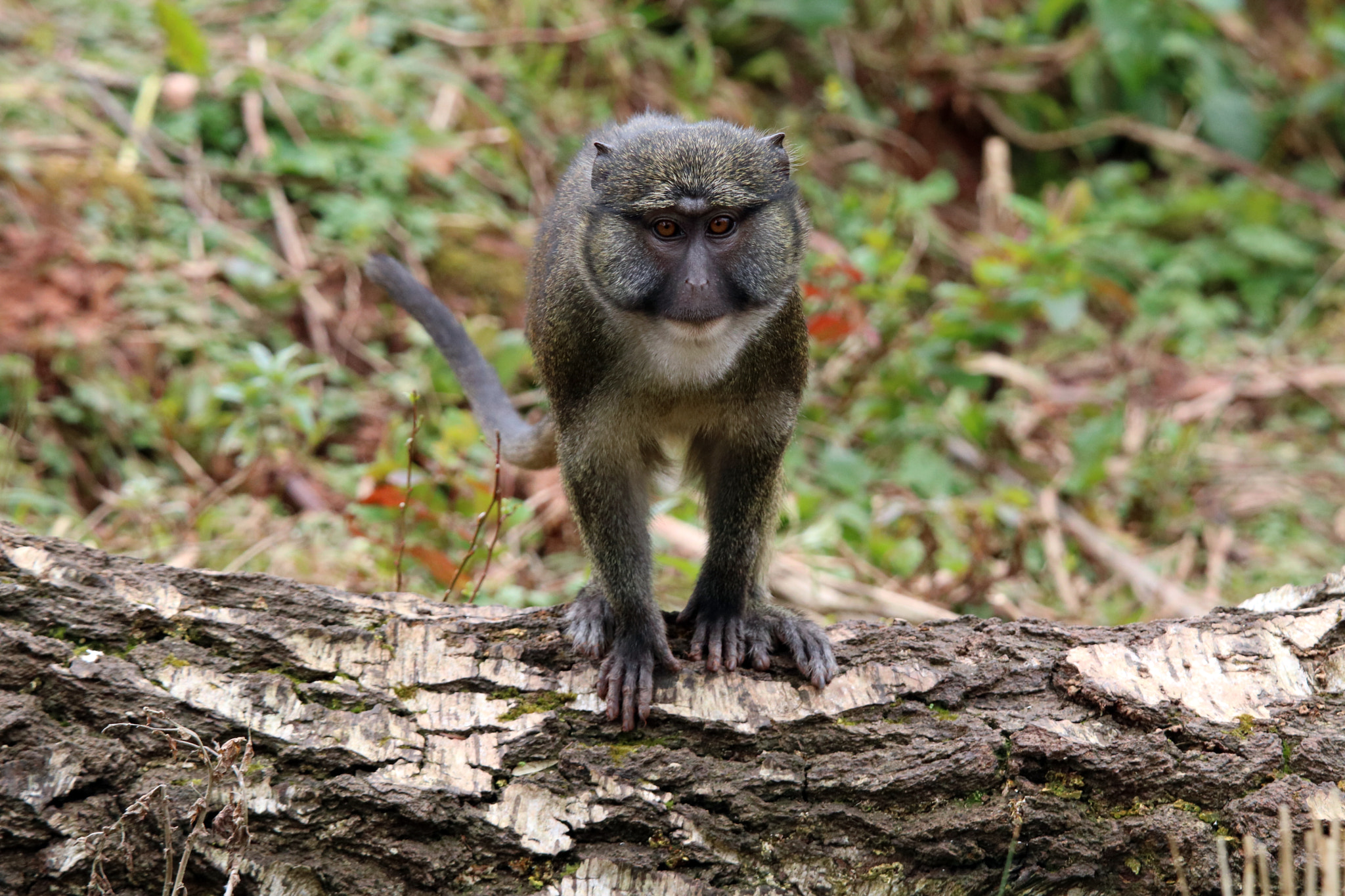 Tamron SP 150-600mm F5-6.3 Di VC USD sample photo. Swamp monkey photography