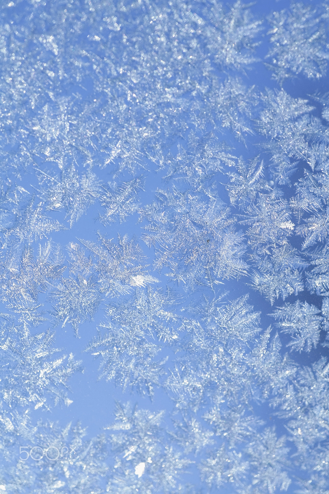 Canon EOS 5D + Tamron SP AF 90mm F2.8 Di Macro sample photo. Evening blue frost pattern photography