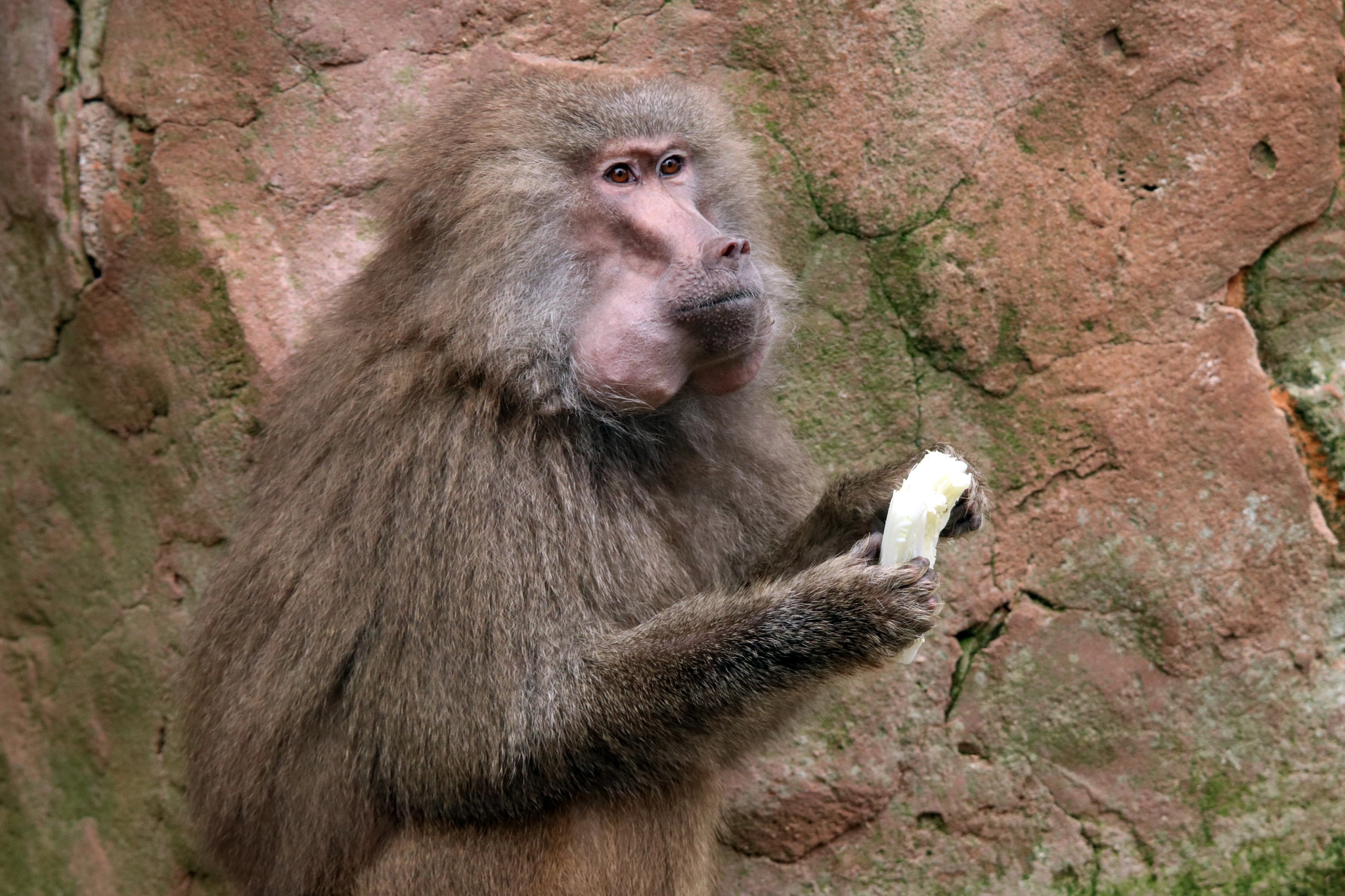 Tamron SP 150-600mm F5-6.3 Di VC USD sample photo. Baboon photography