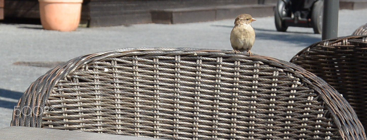 Nikon 1 S1 sample photo. Little bird detail photography