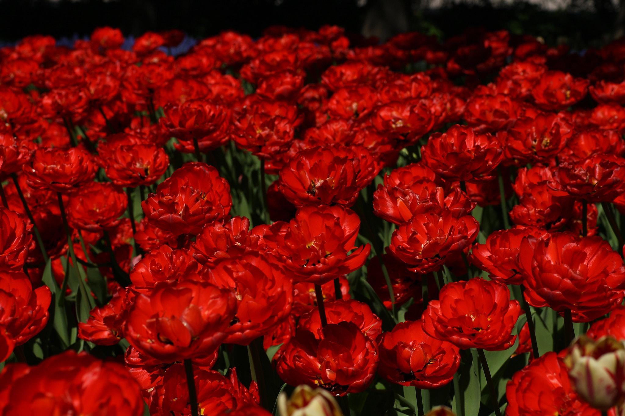 Sigma 50mm f/1.4 EX DG HSM + 1.4x sample photo. Field of the red tulips photography