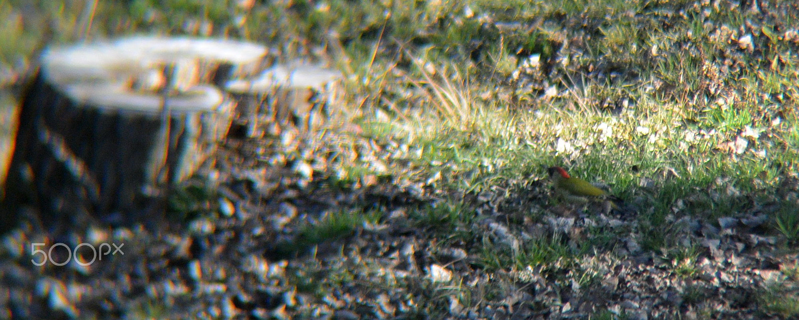 Nikon 1 S1 sample photo. Picus viridis -blends with grass photography